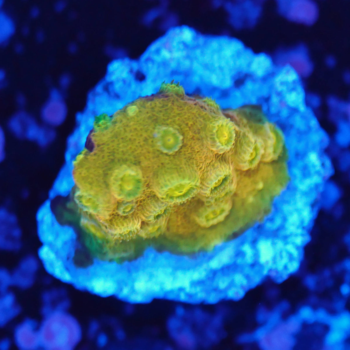 Cyphastera 24k