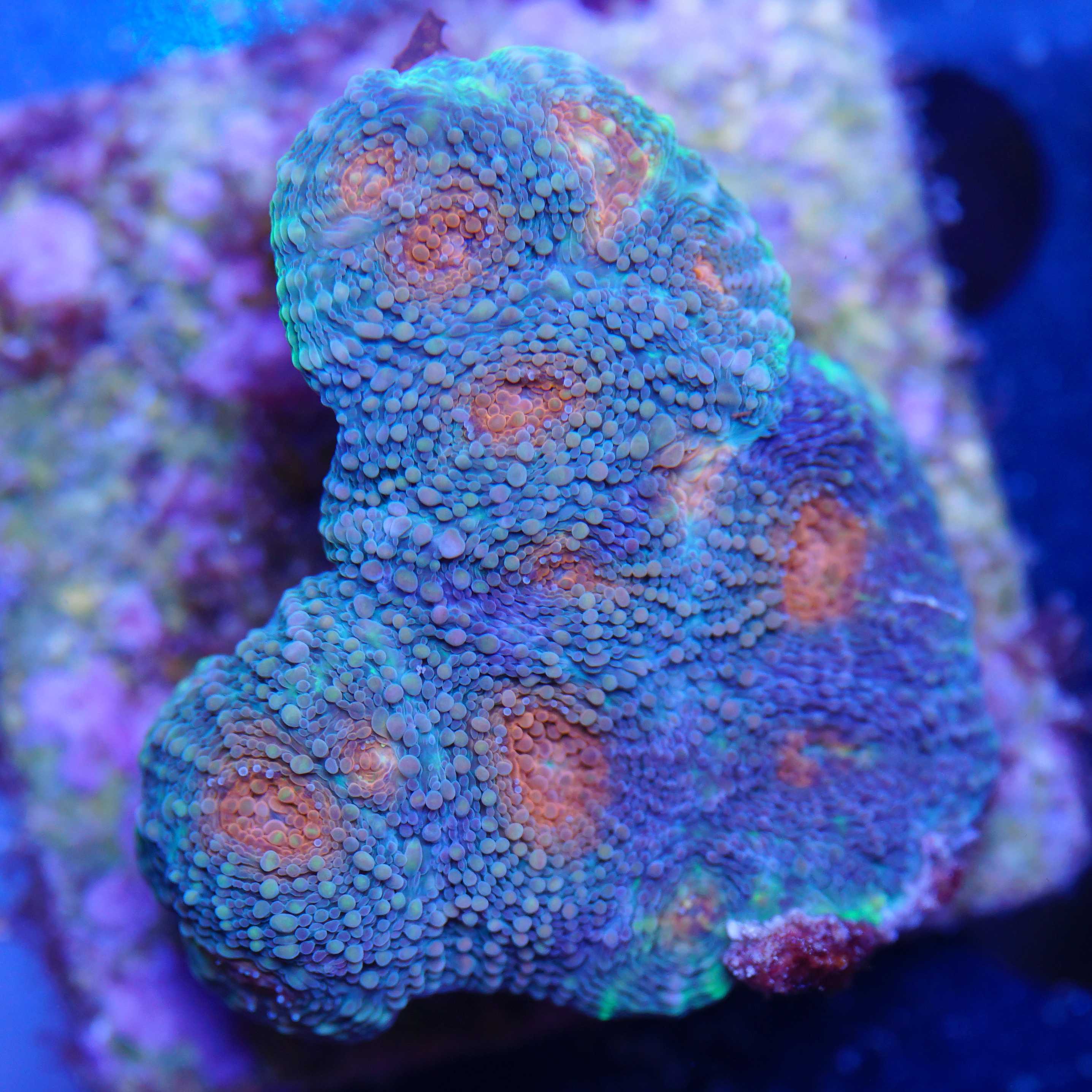 Acanthastrea Echinata mit organgen Mündern Tageslicht