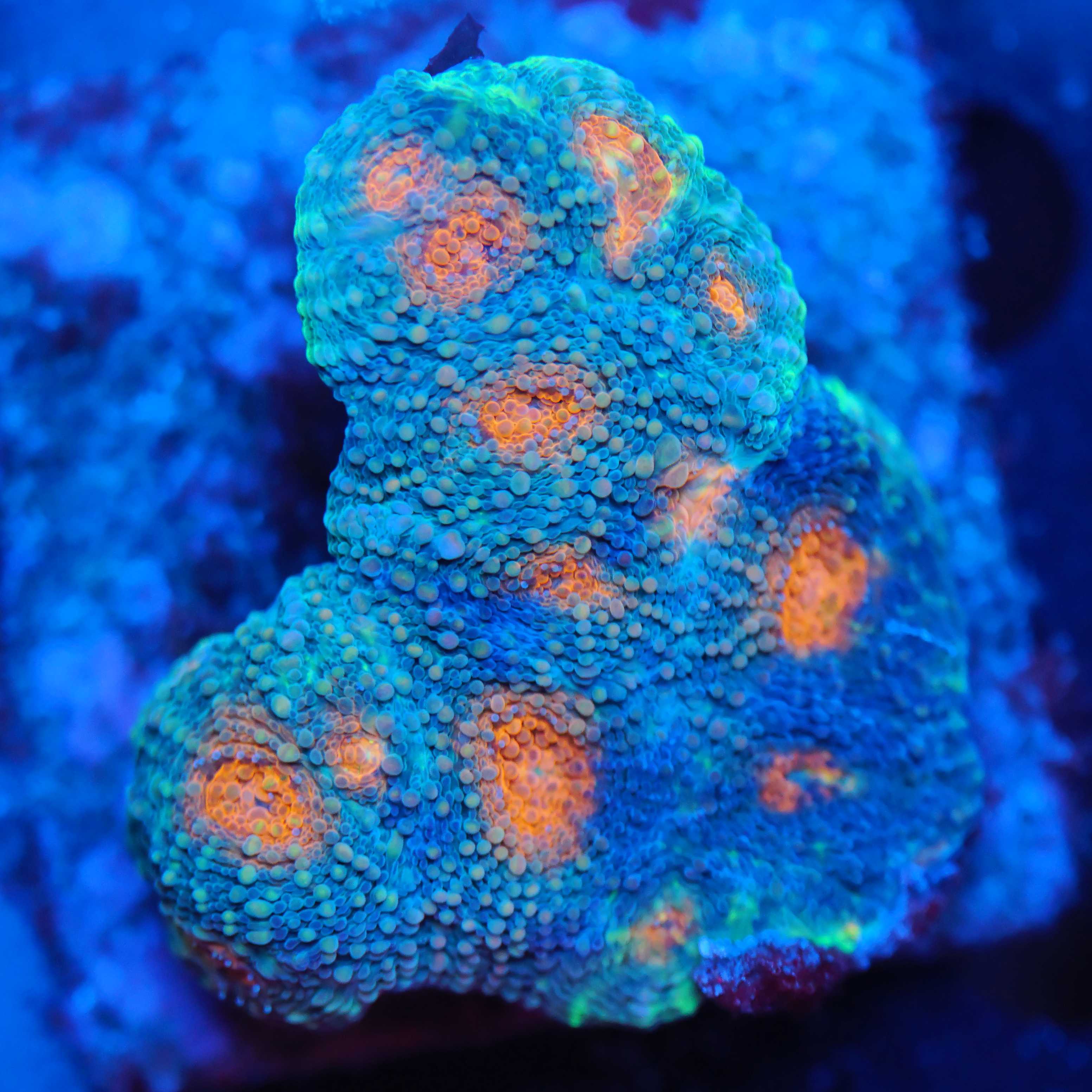 Acanthastrea Echinata orange mouth Blaulichtfoto