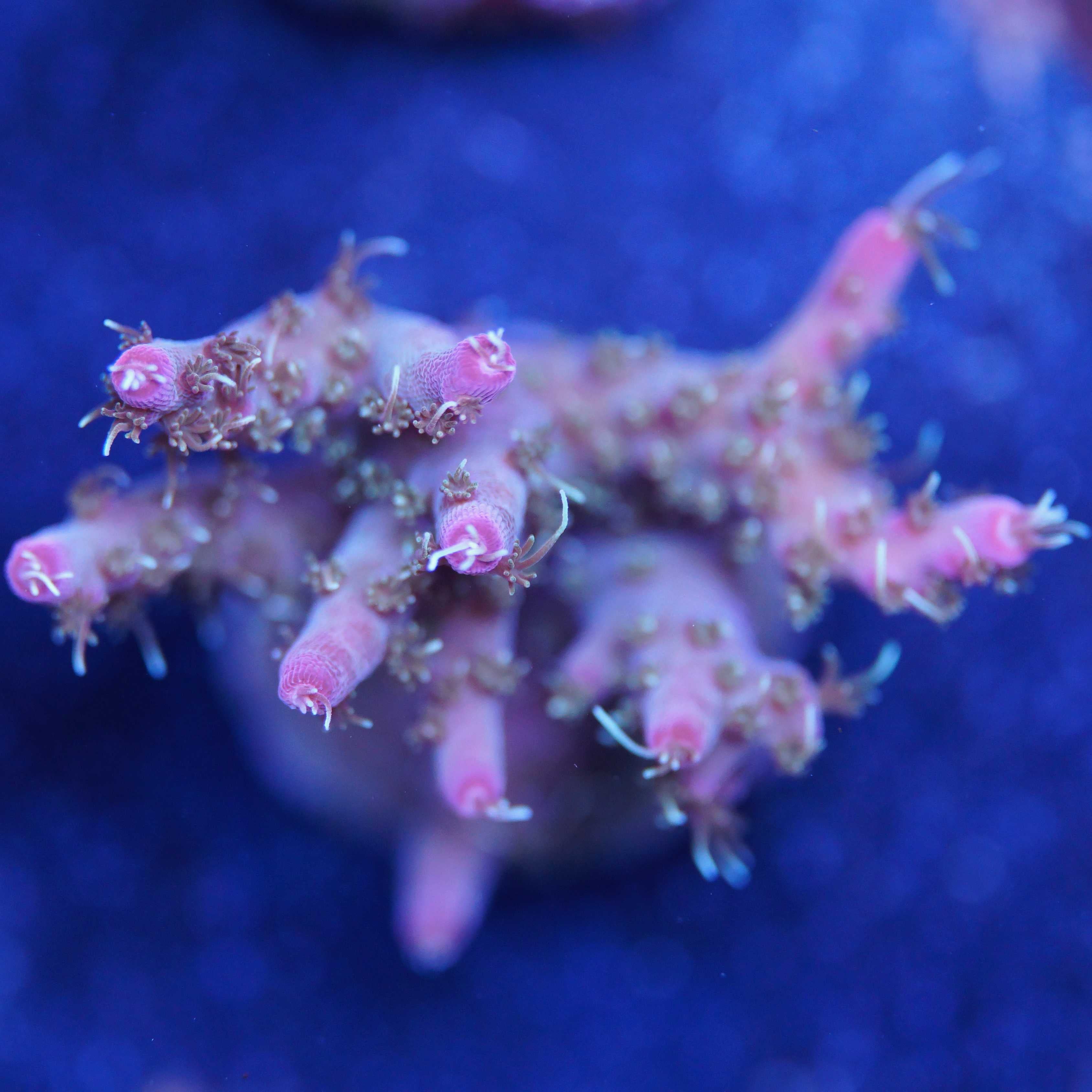 Acropora confetti