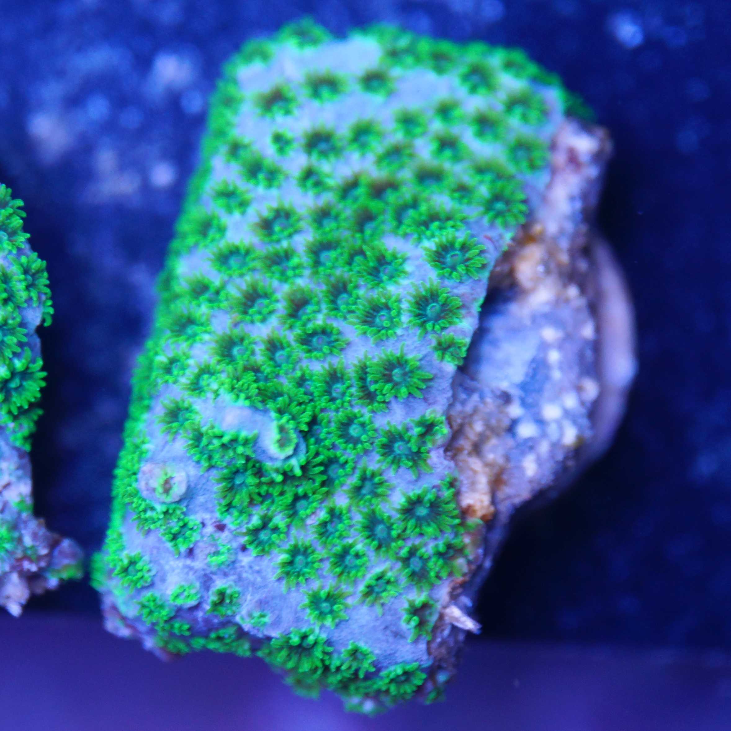 cyphastrea sea foam tageslicht