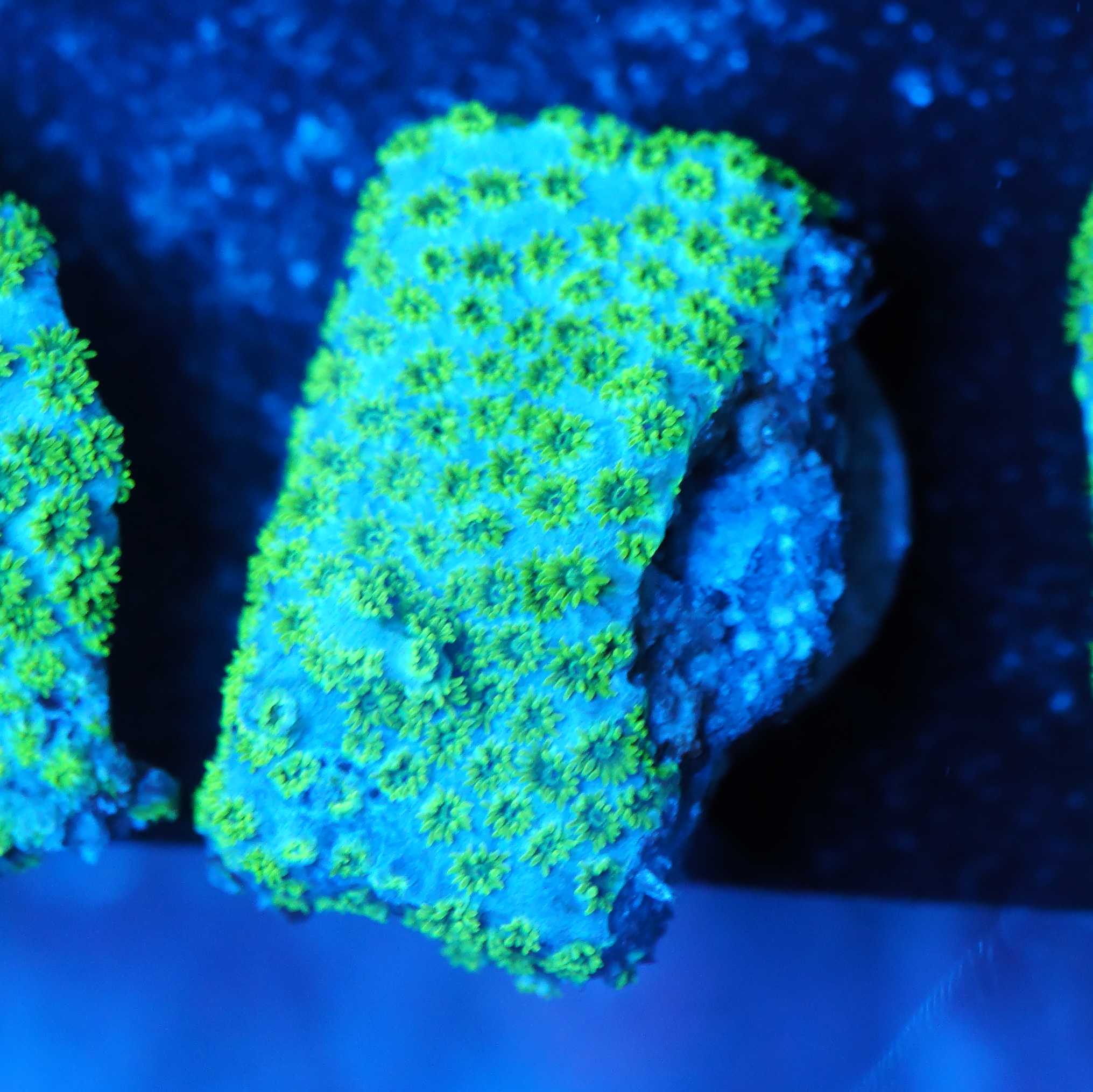 cyphasterea sea foam filter shot