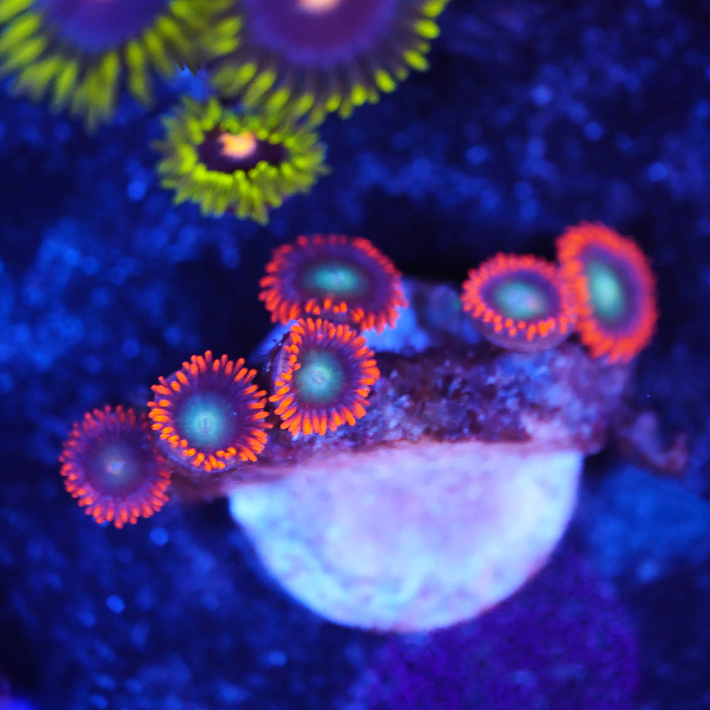 Zoanthus mandarin red