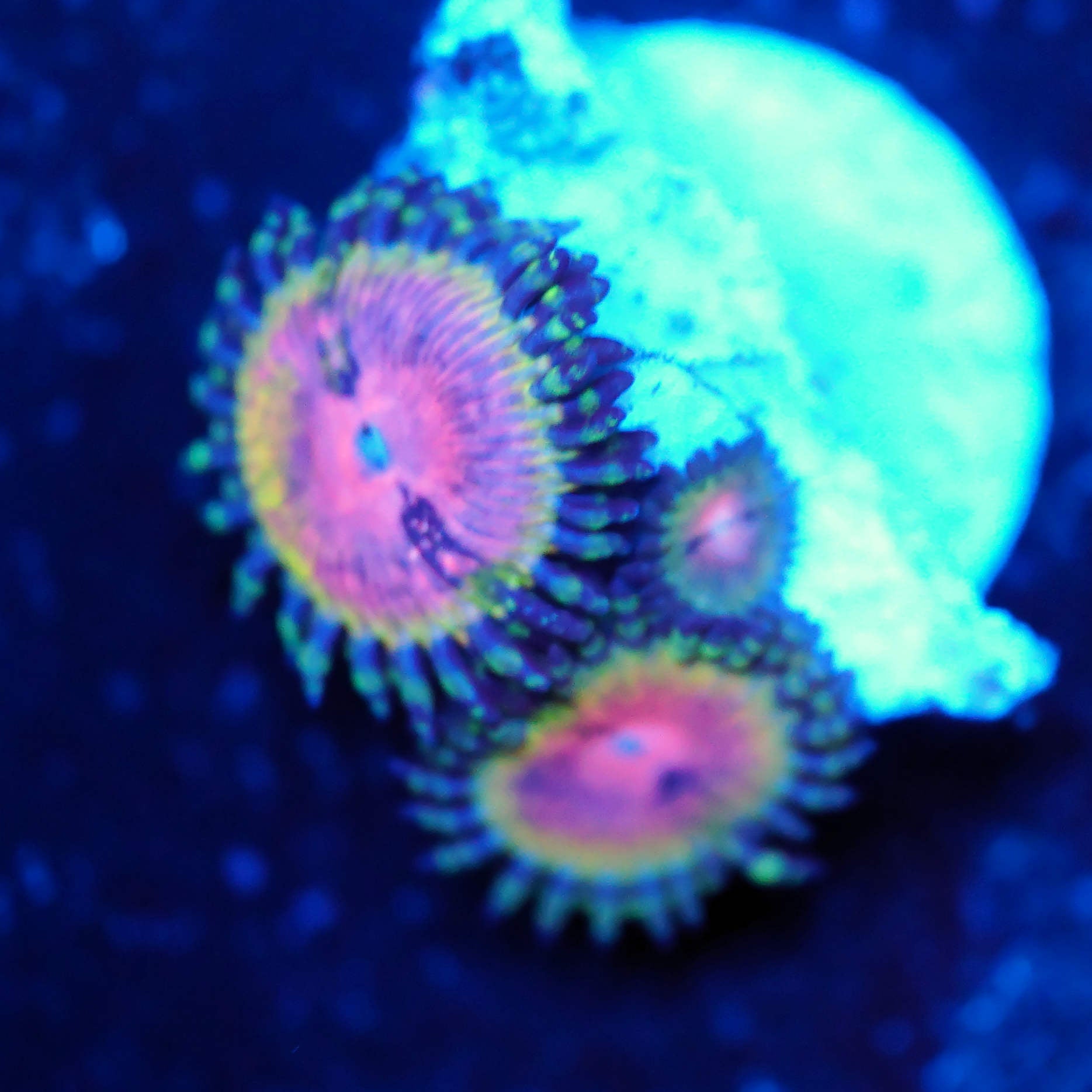 Zoanthus kamikaze kush