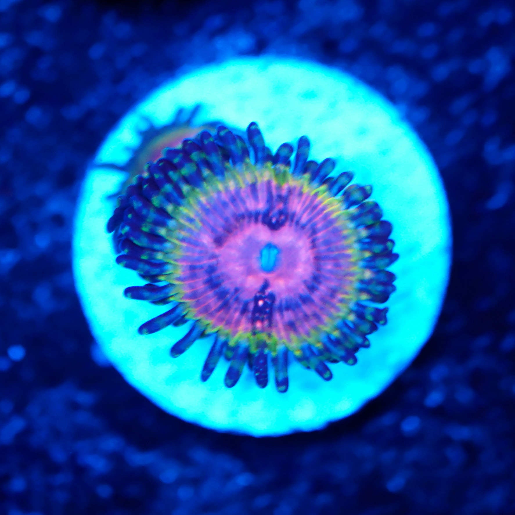 Zoanthus kamikaze kush