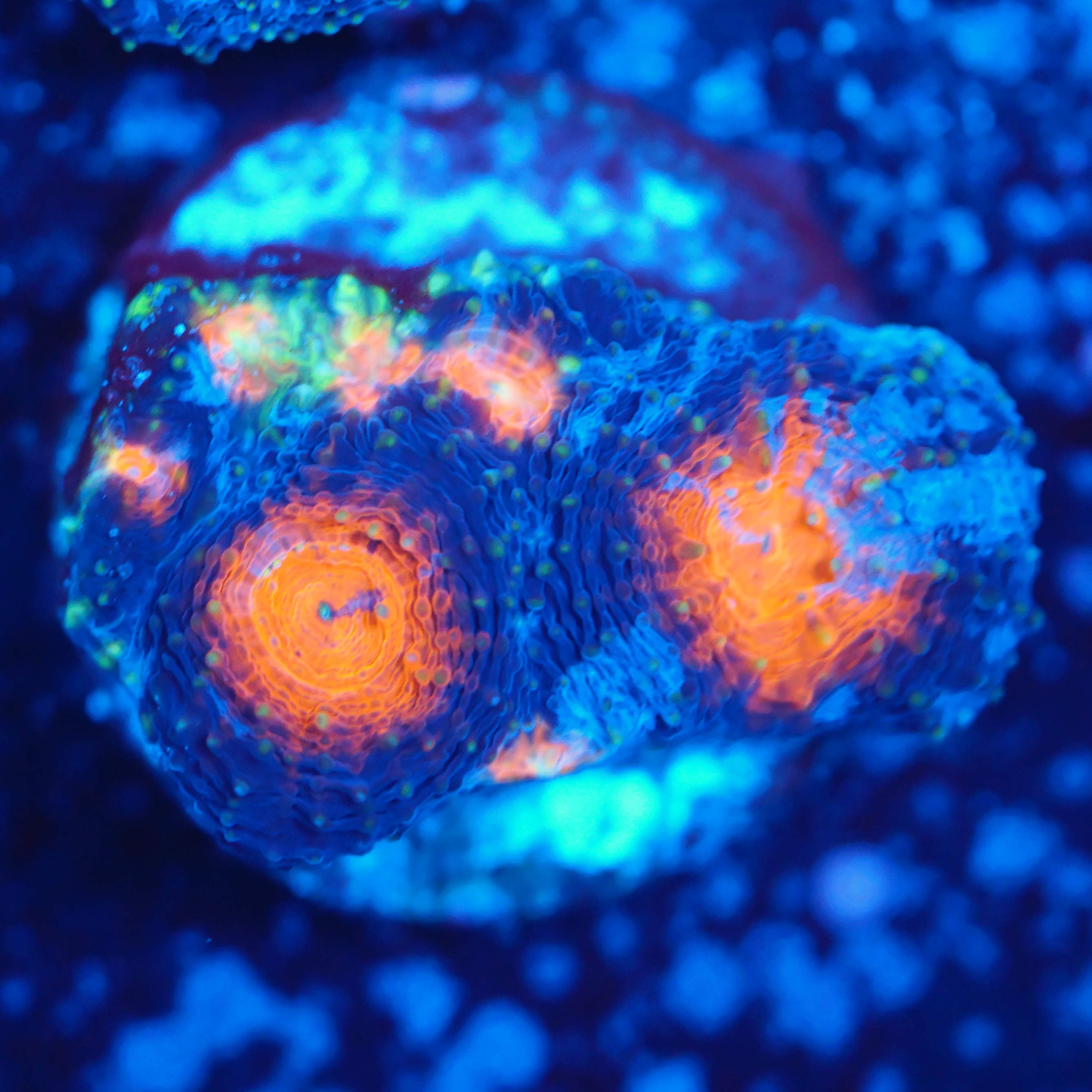 Acanthastrea echinata rainbow red