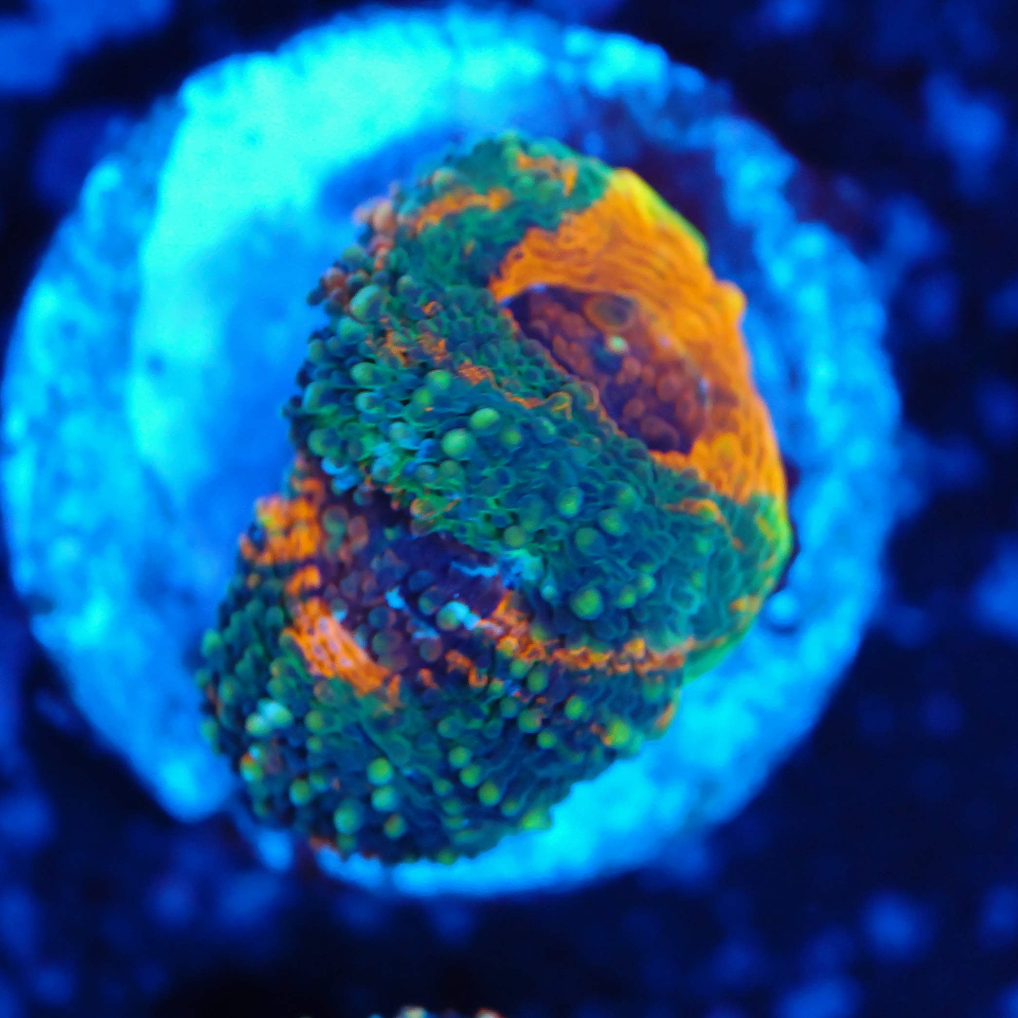 Acanthastrea echinata rainbow green