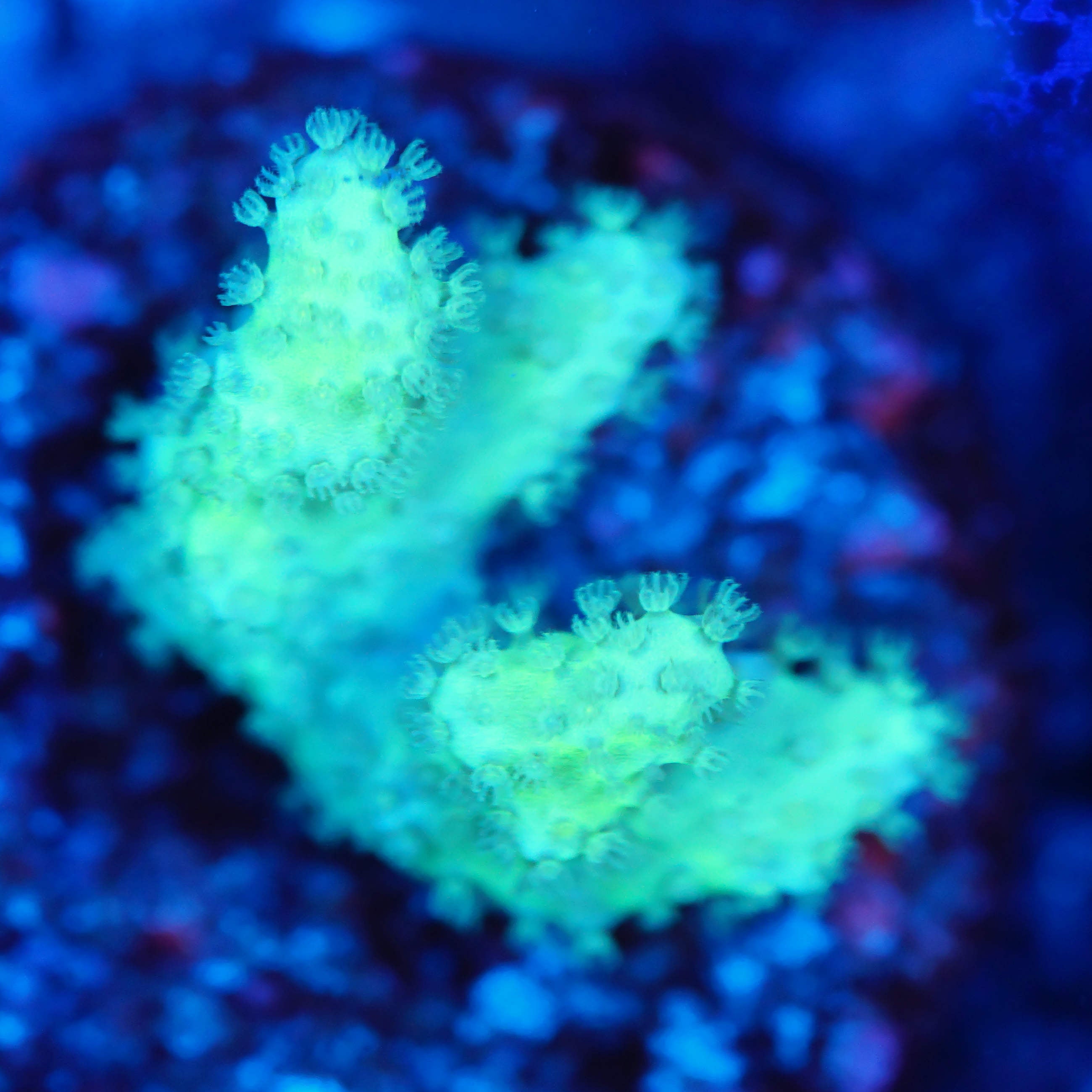 Sinularia mint grün