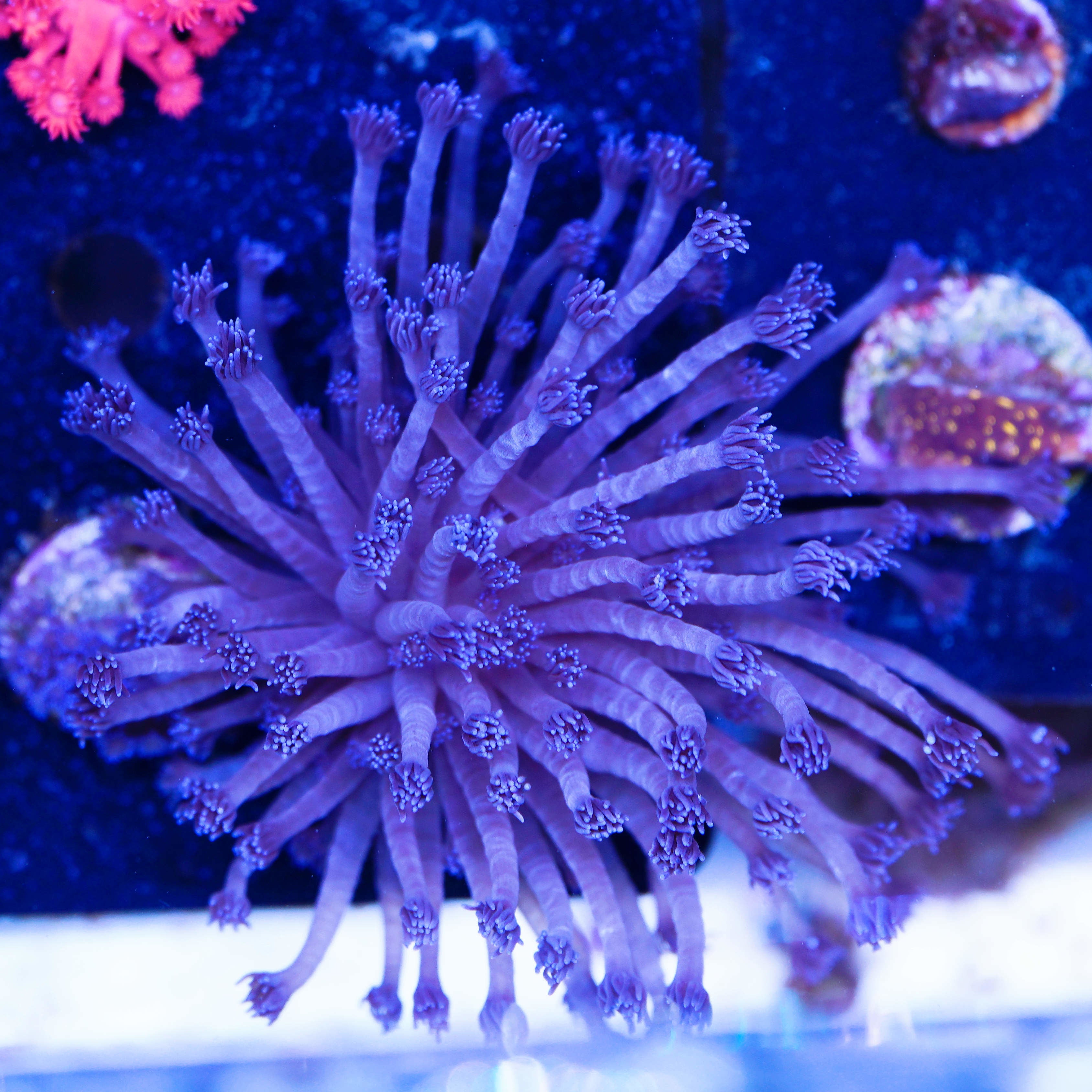 Goniopora blau, lange Tentakeln