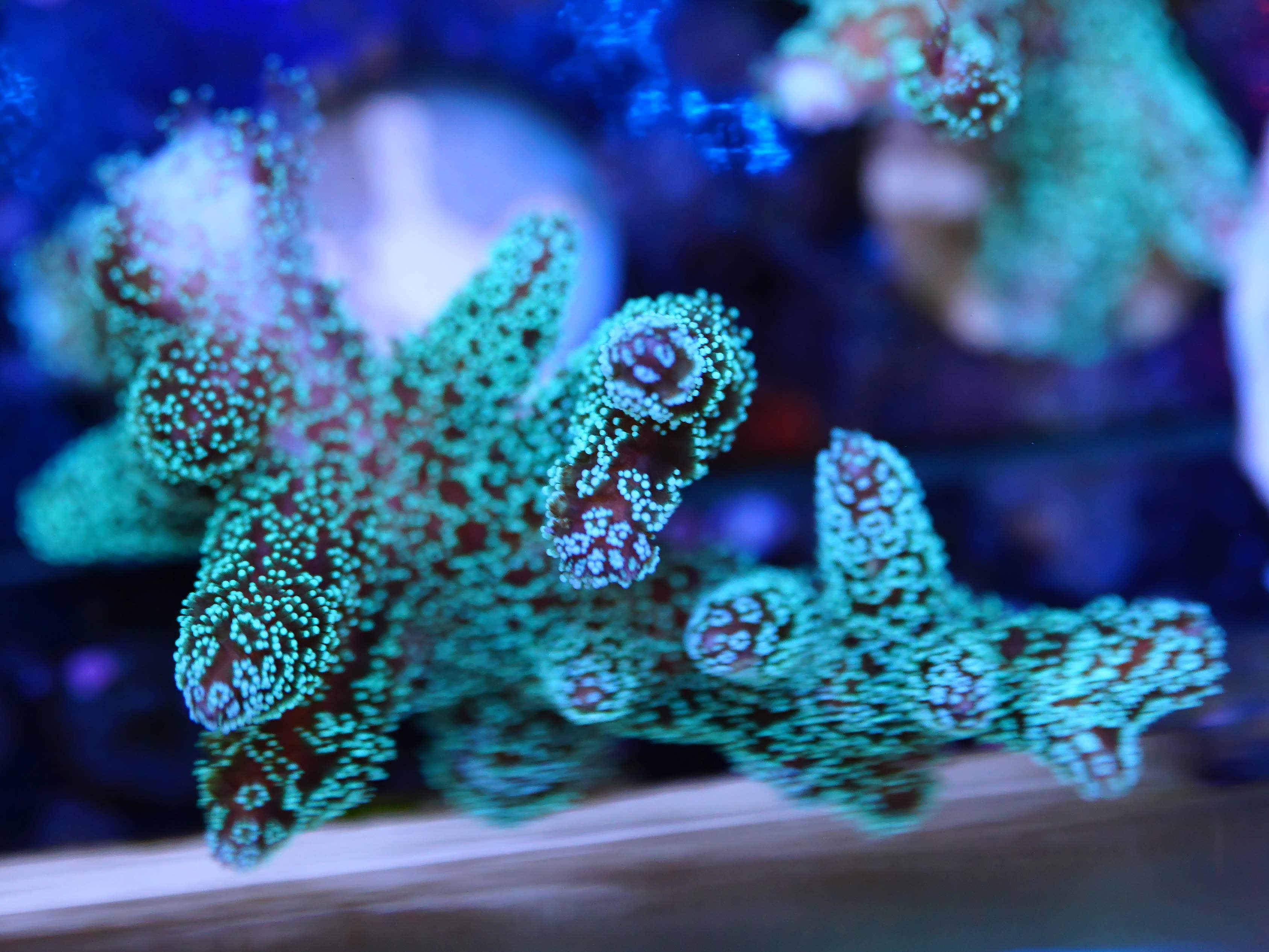 Seriatopora caliendrum grün (lose)