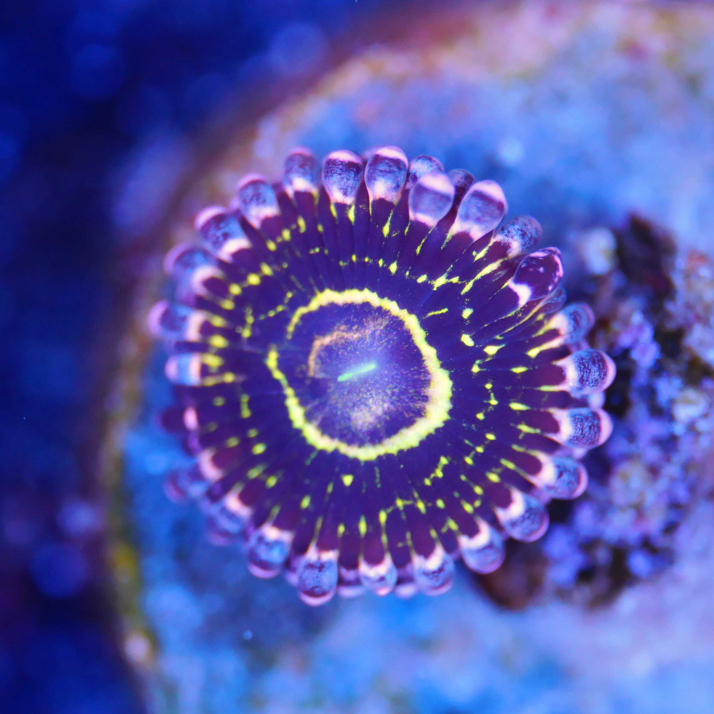 Zoanthus Startosphere Korallenableger Einzelner Polyp bei Tageslicht