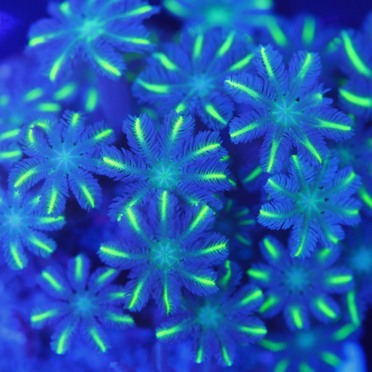 Clavularia gold tips
