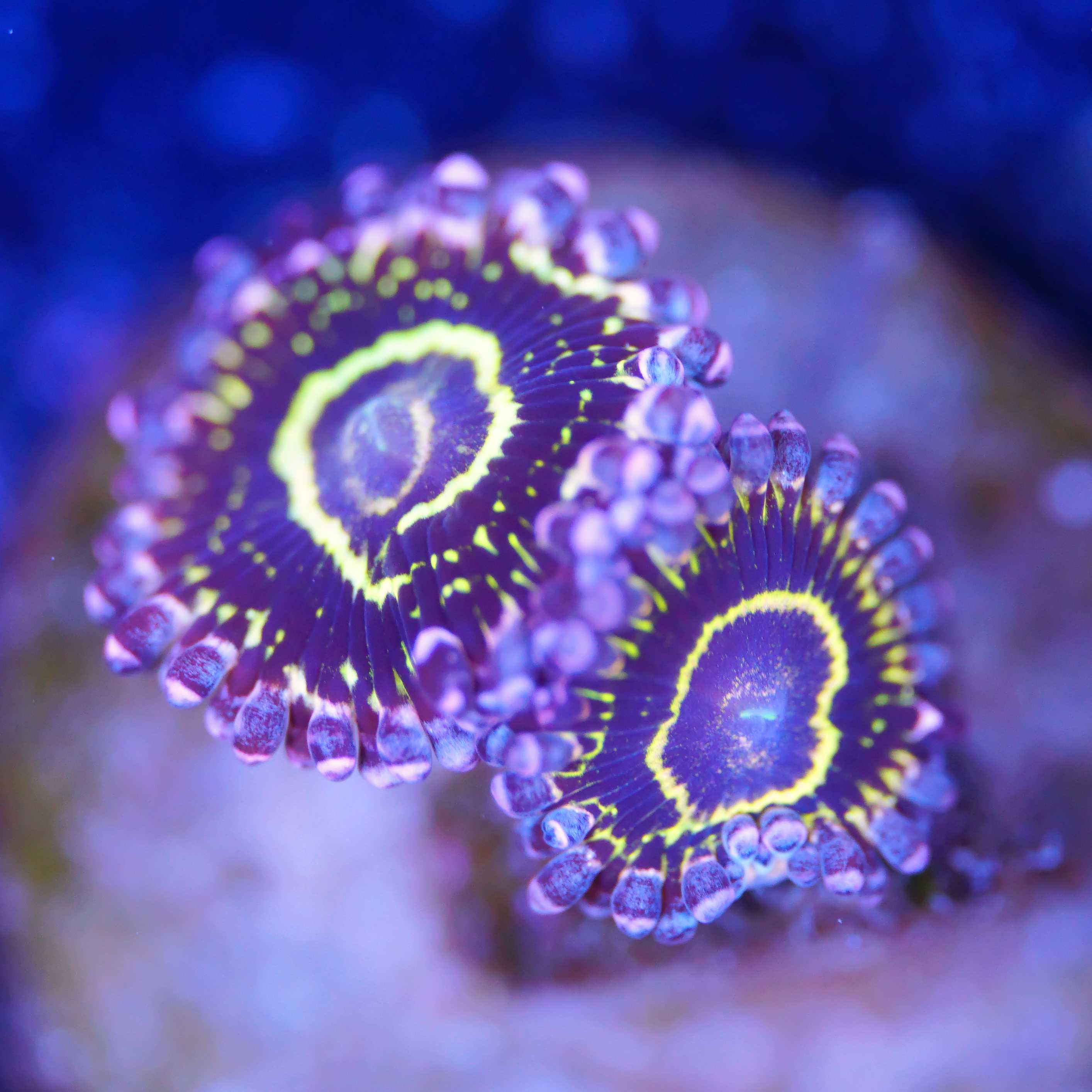 Zoanthus Startosphere Korallenableger zwei Polypen bei Tageslicht