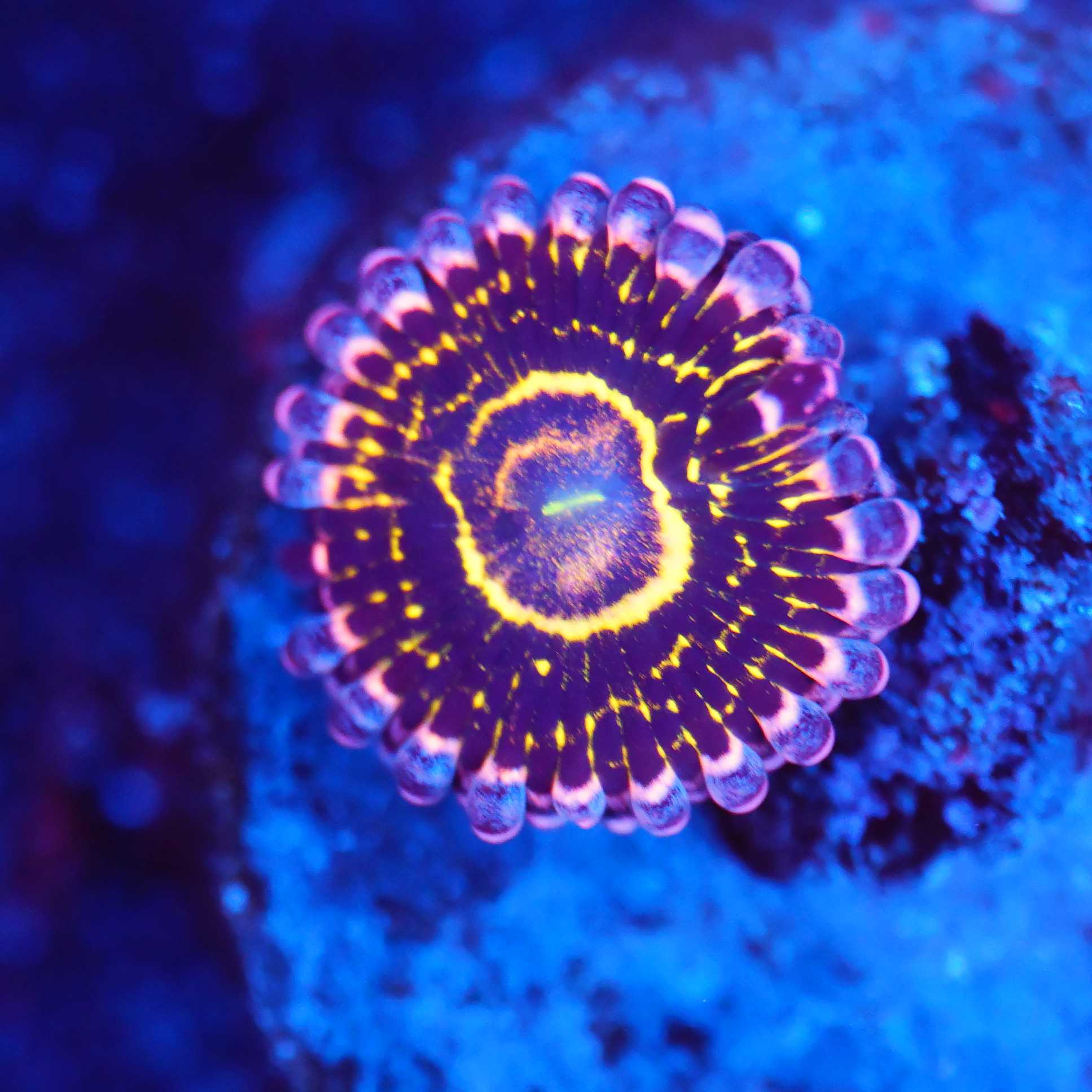 Zoanthus Startosphere Korallenableger zwei Polypen bei Blaulicht