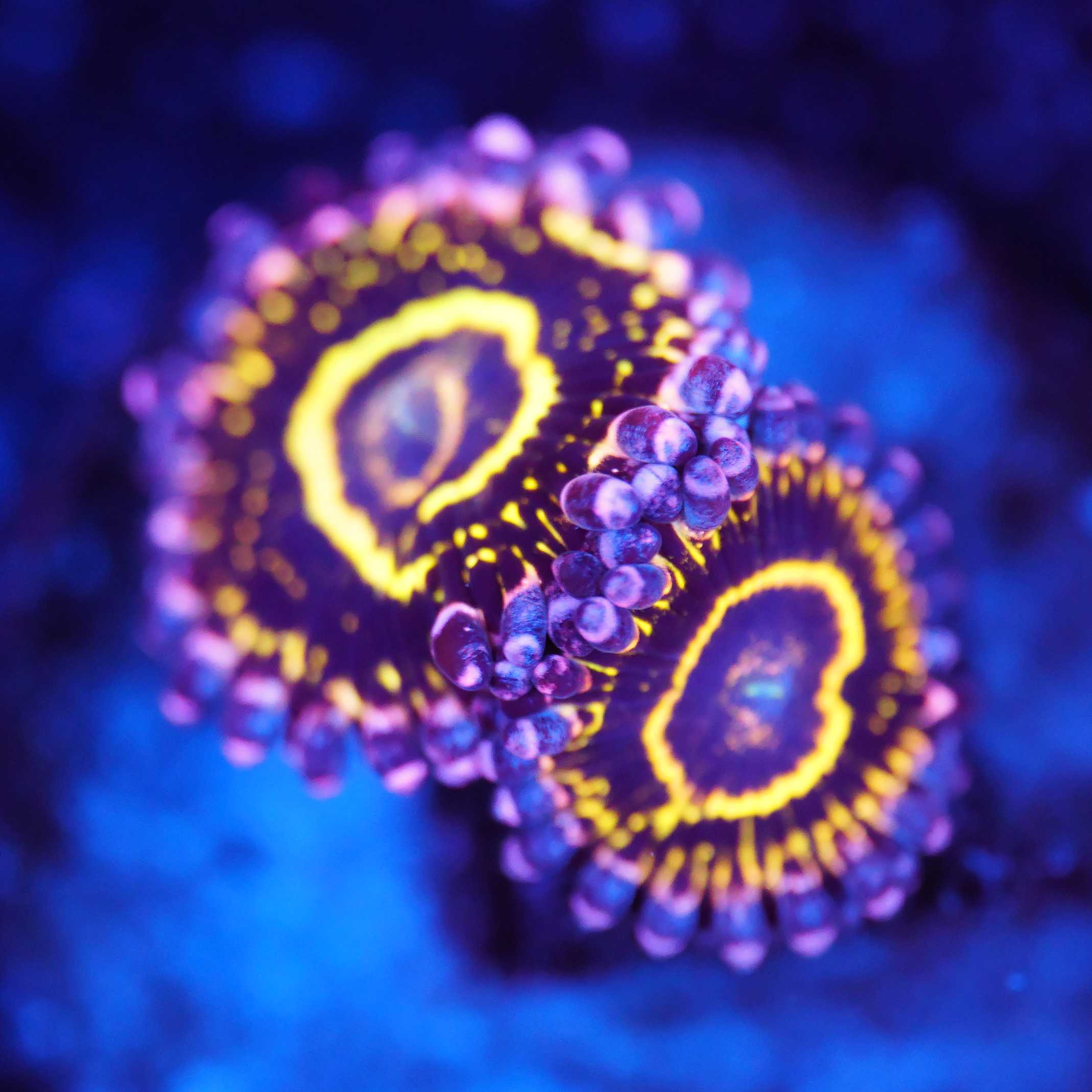 Zoanthus Stratosphere Korallenableger zwei Polypen bei Blaulicht