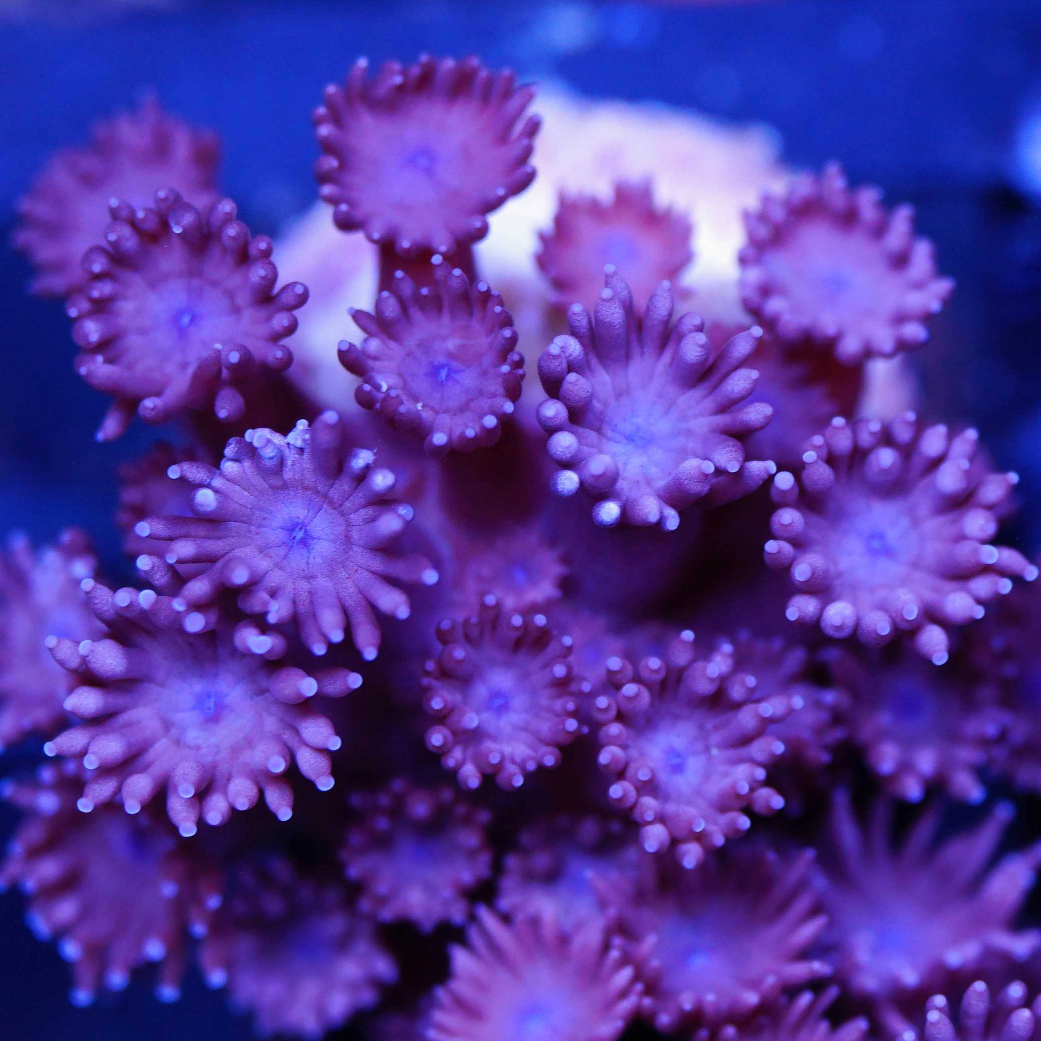 Goniopora lila blauer Mund