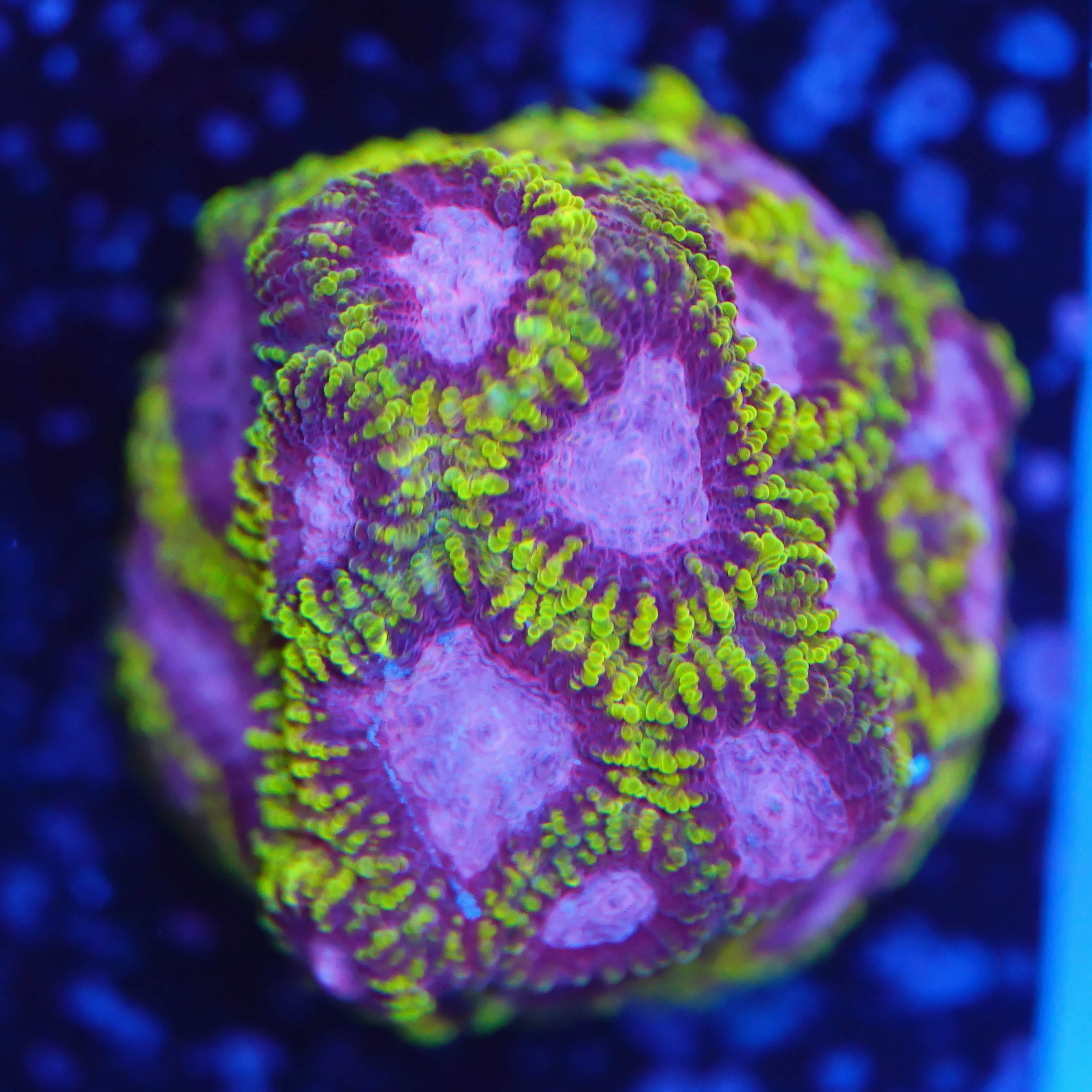 Favia Joker bei Blaulicht