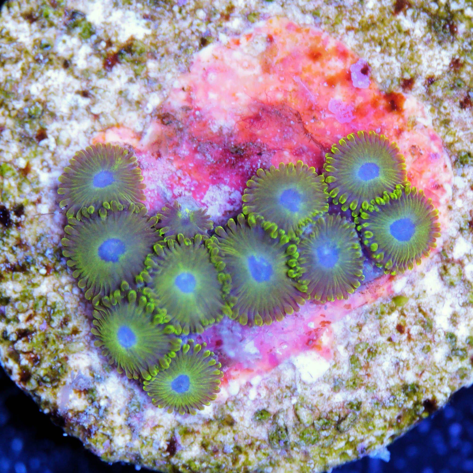 Zoanthus golden Hornet Korallenableger bei Tageslicht