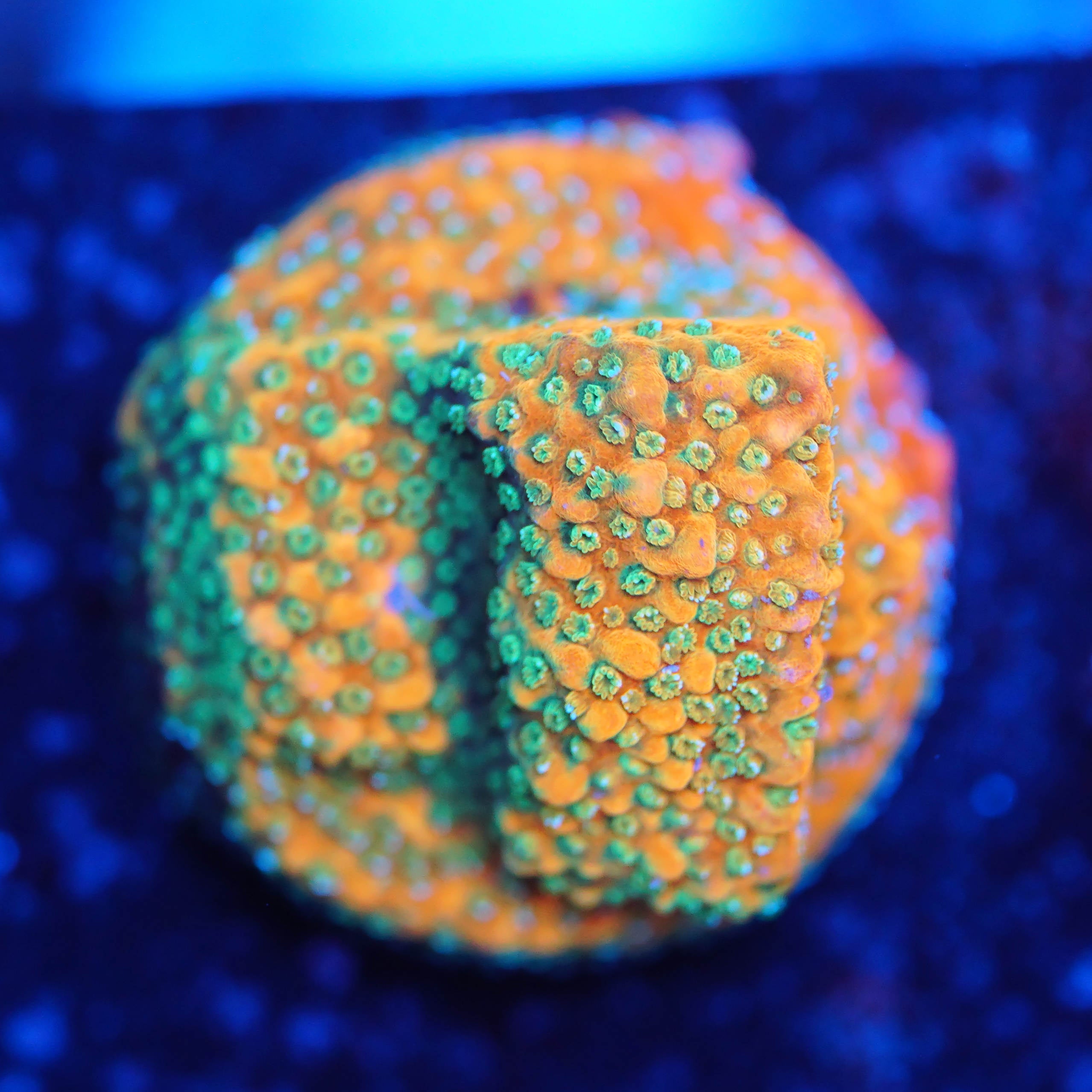 Korallenableger Montipora Gold Rush bei Blaulicht