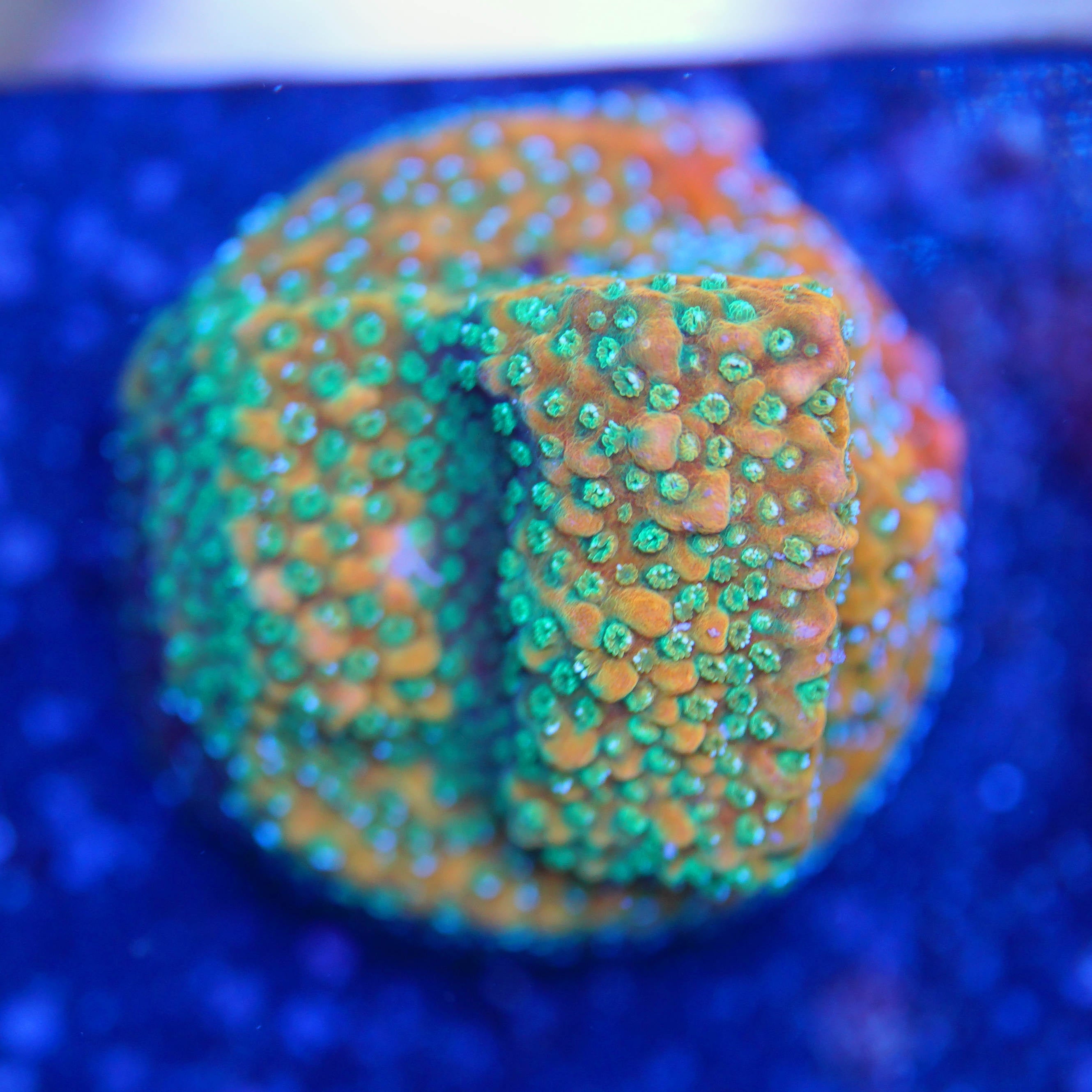 Korallenableger Montipora Gold Rush bei Tageslicht
