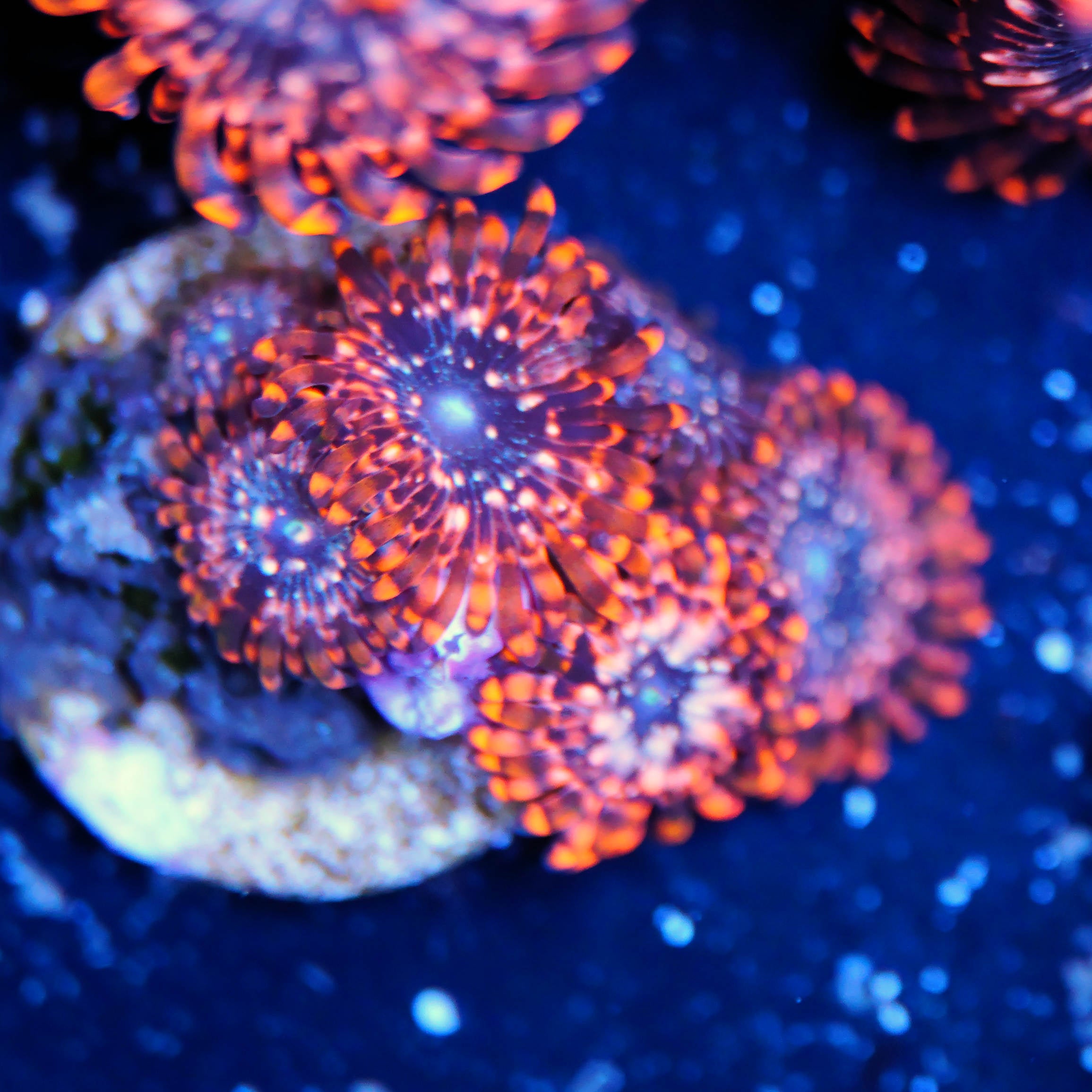 Zoanthus Utter Chaos