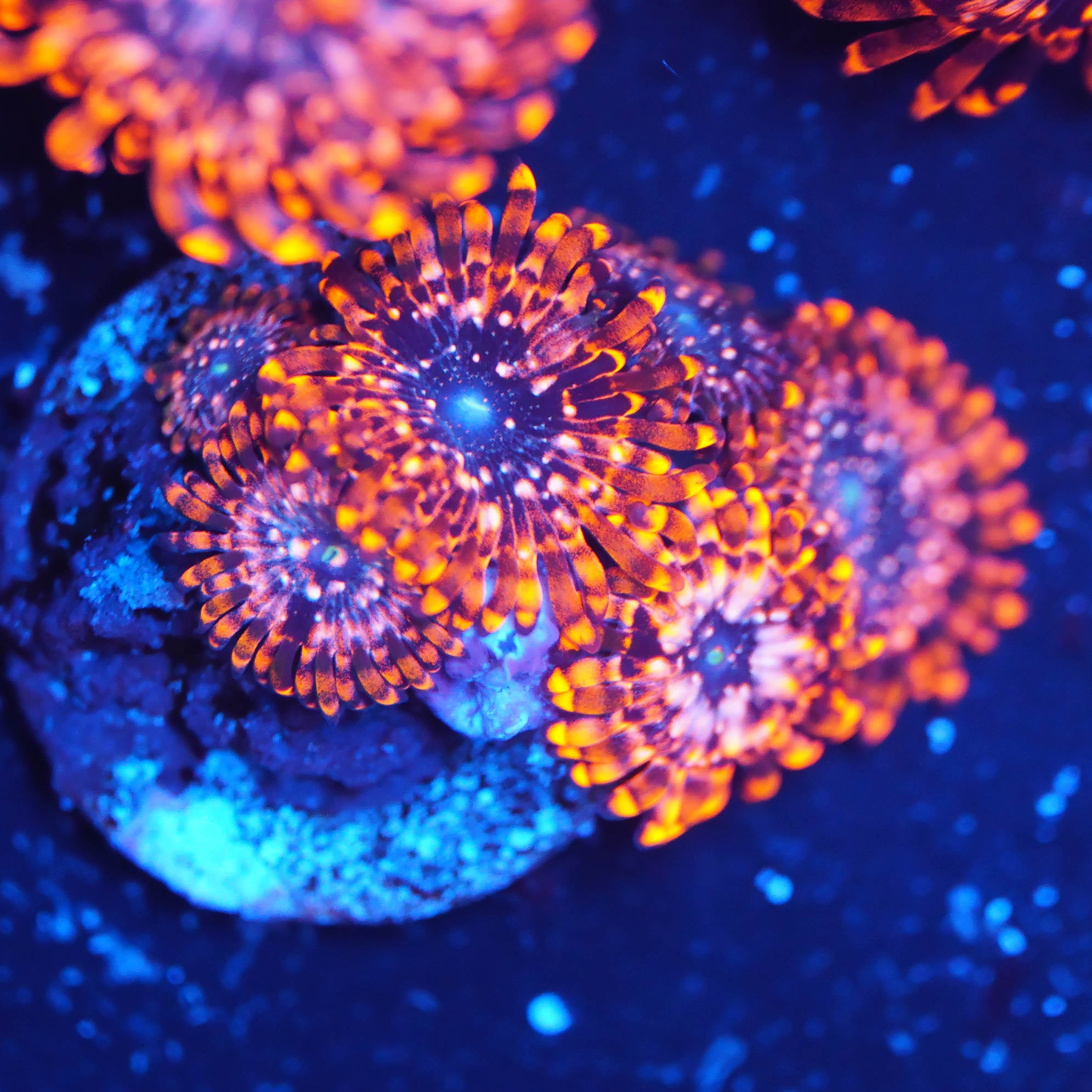 Zoanthus Utter Chaos