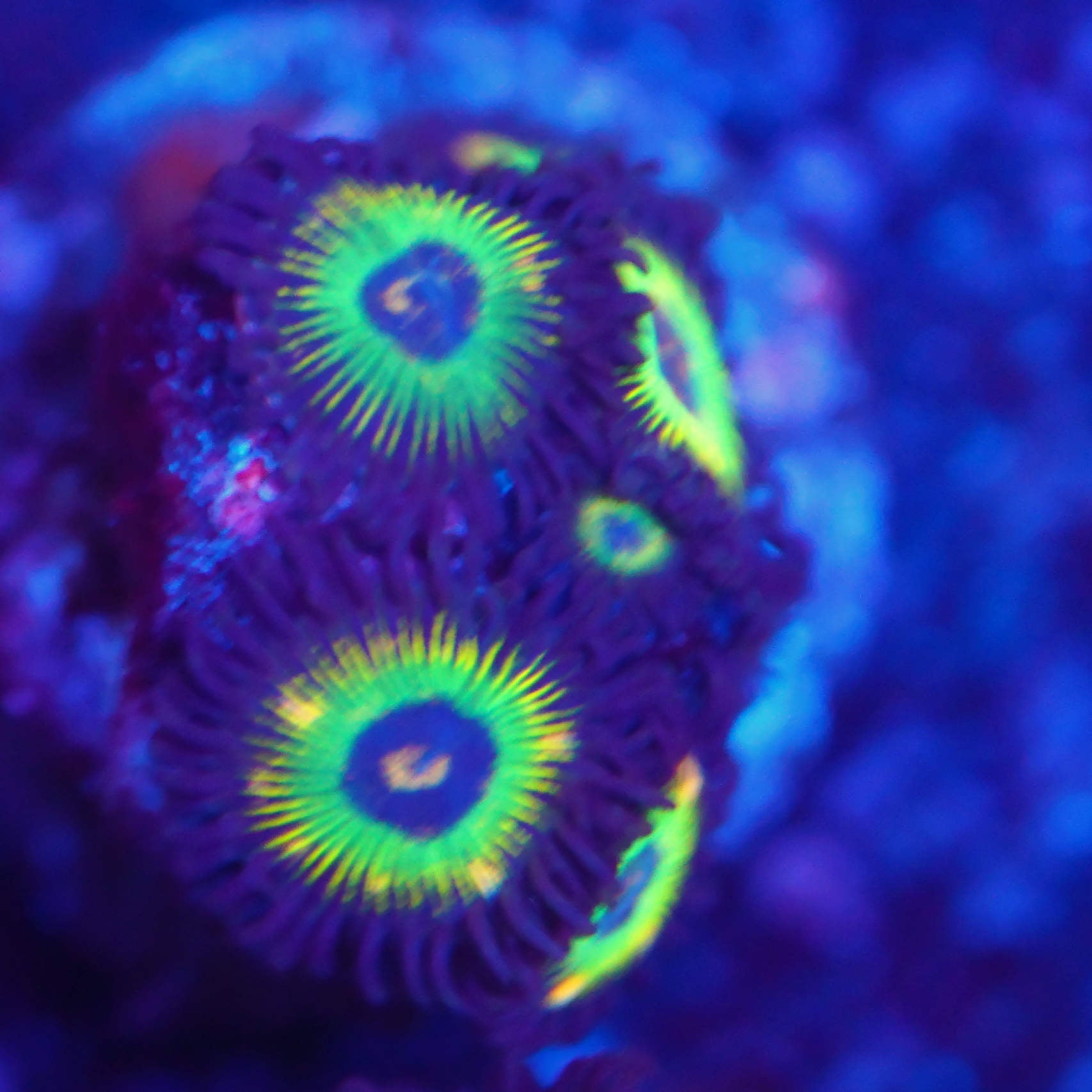 Zoanthus brazilian flag