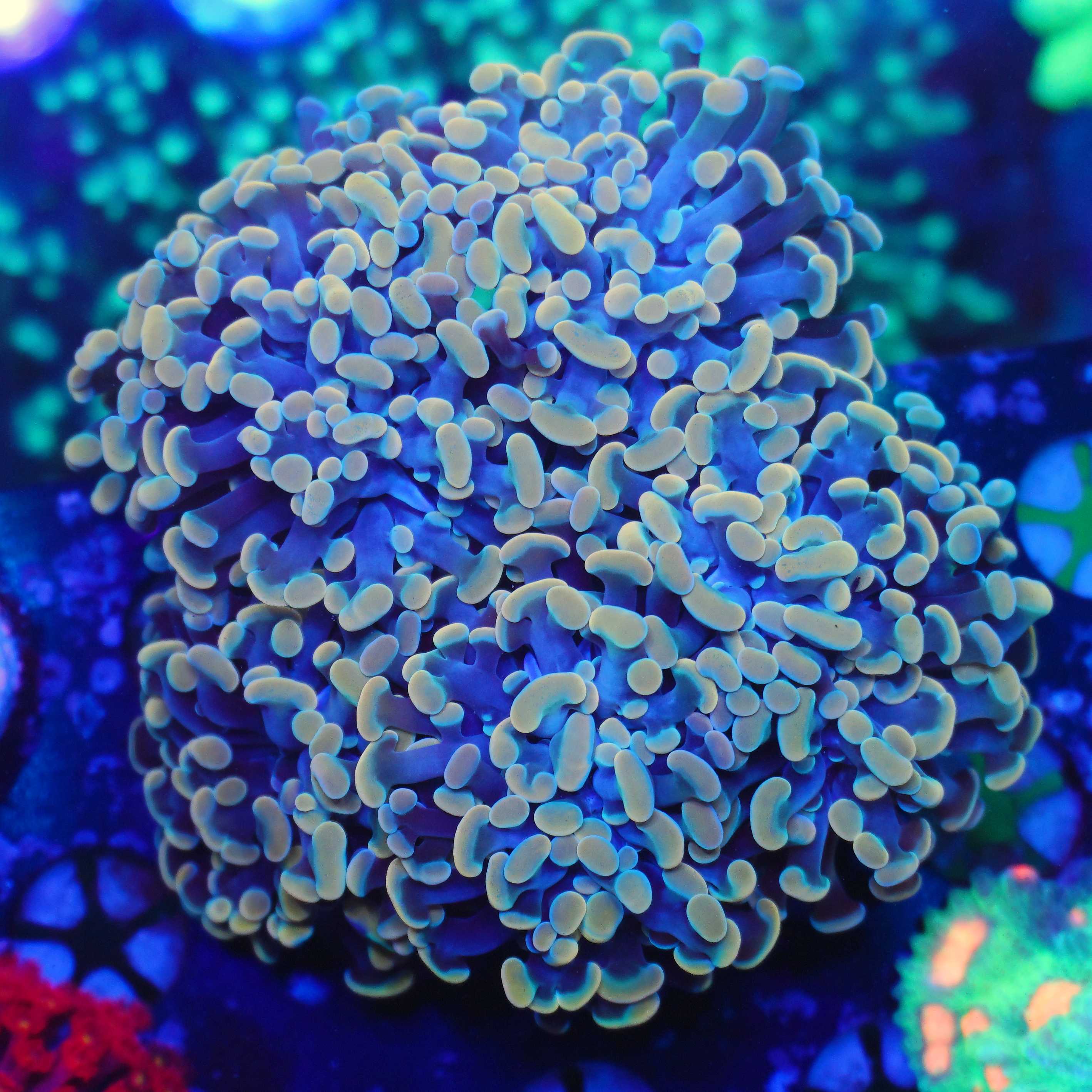 Euphyllia paraancora gold 5 Köpfe WYSIWYG