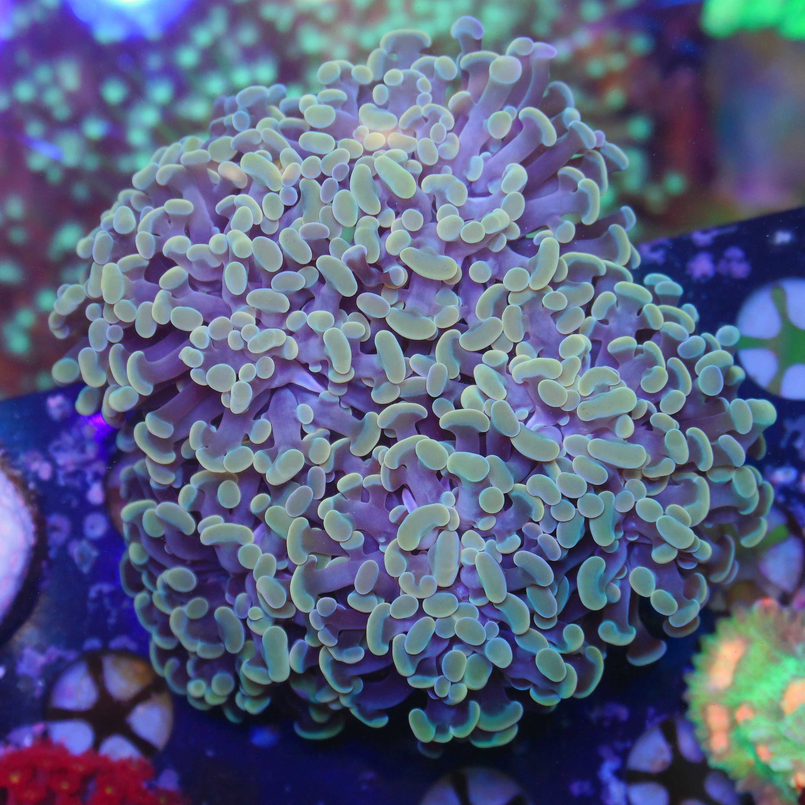 Euphyllia paraancora gold 5 Köpfe WYSIWYG