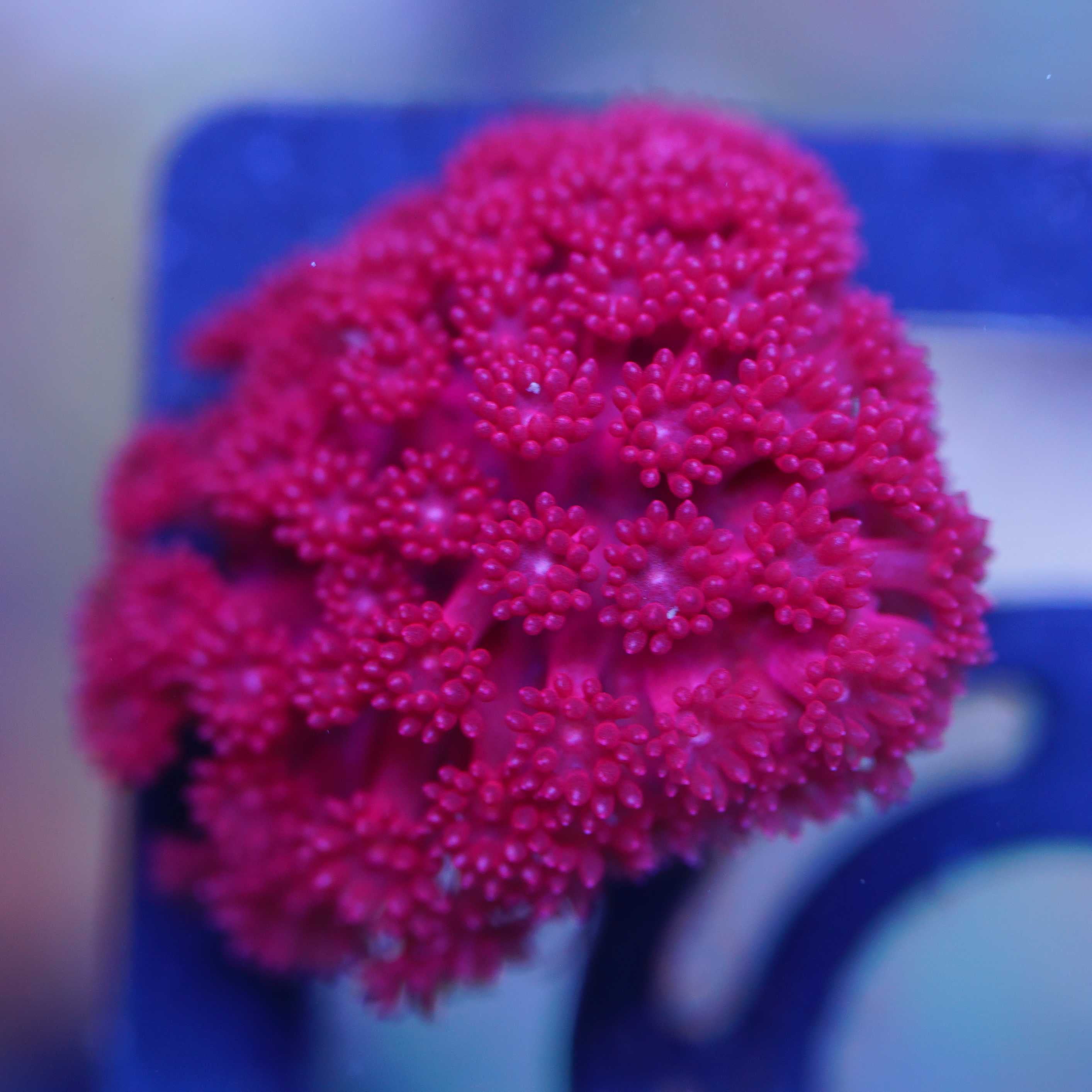 Goniopora / Bernadpora rot