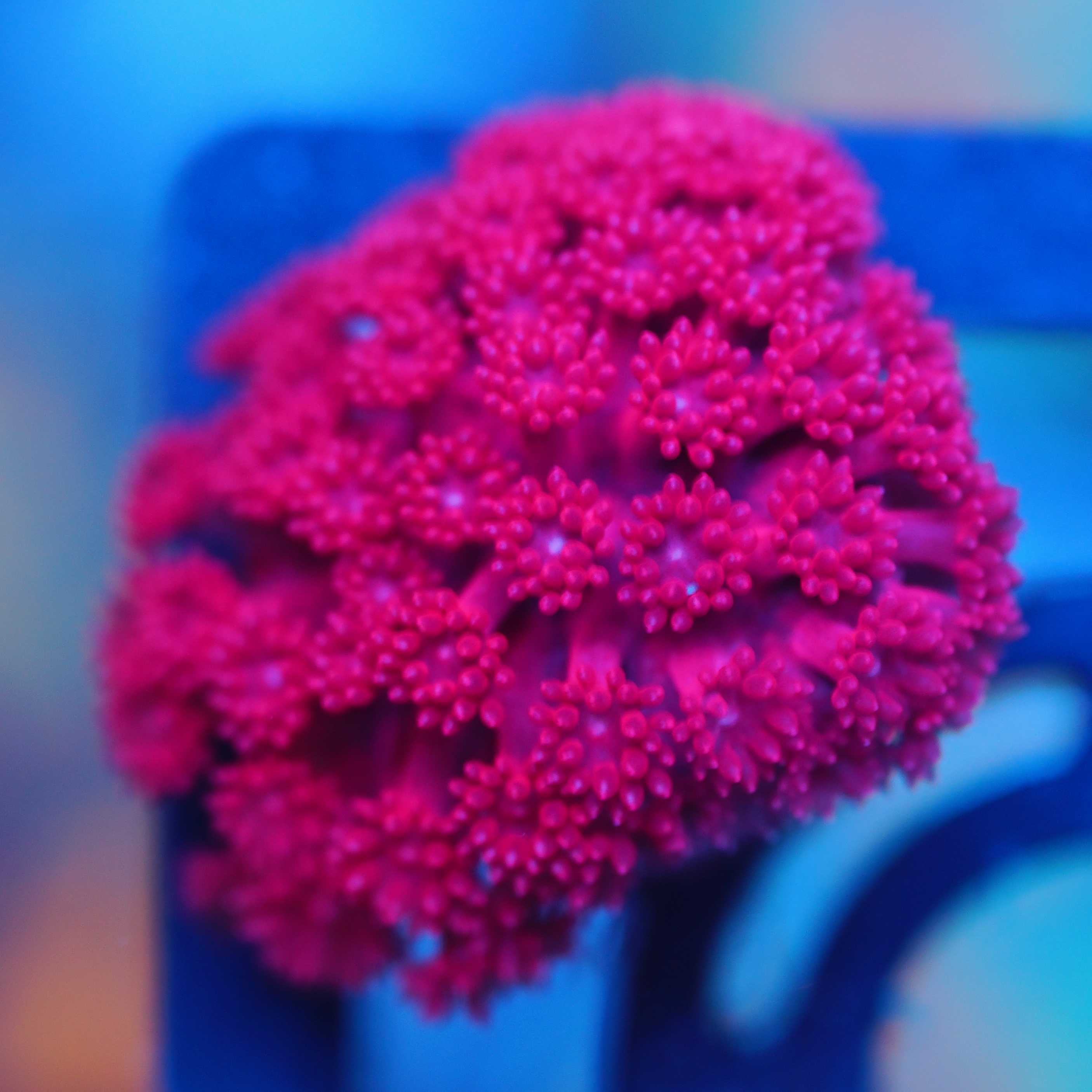 Goniopora / Bernadpora rot