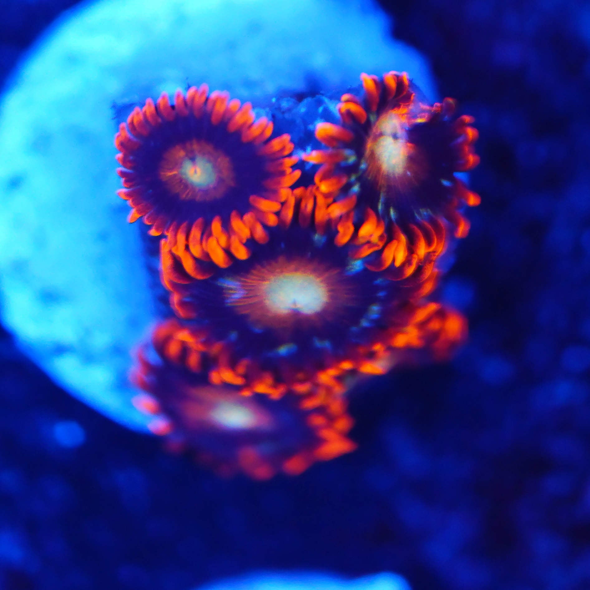 Zoanthus tequilla sunrise