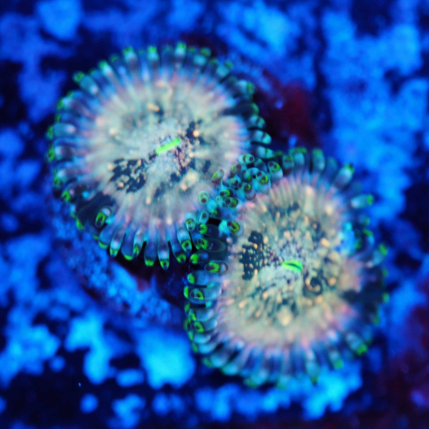 2 Polypen Ableger Zoanthus Hawaiian People eater bei Blaulicht