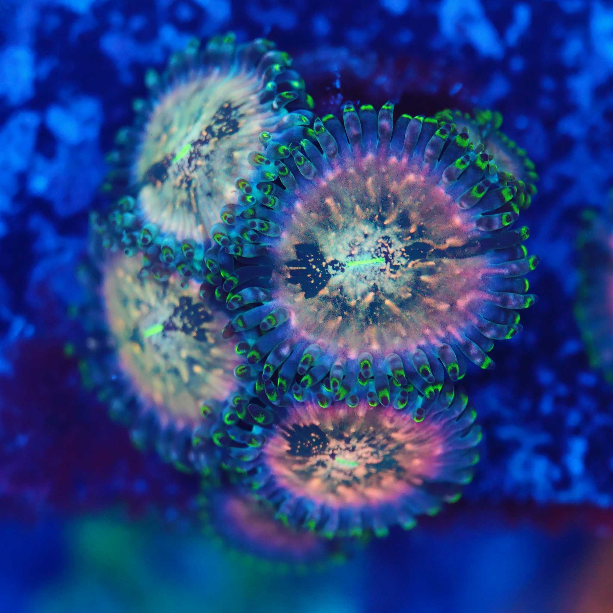 4 Polypen Ableger Zoanthus Hawaiian People eater bei Blaulicht