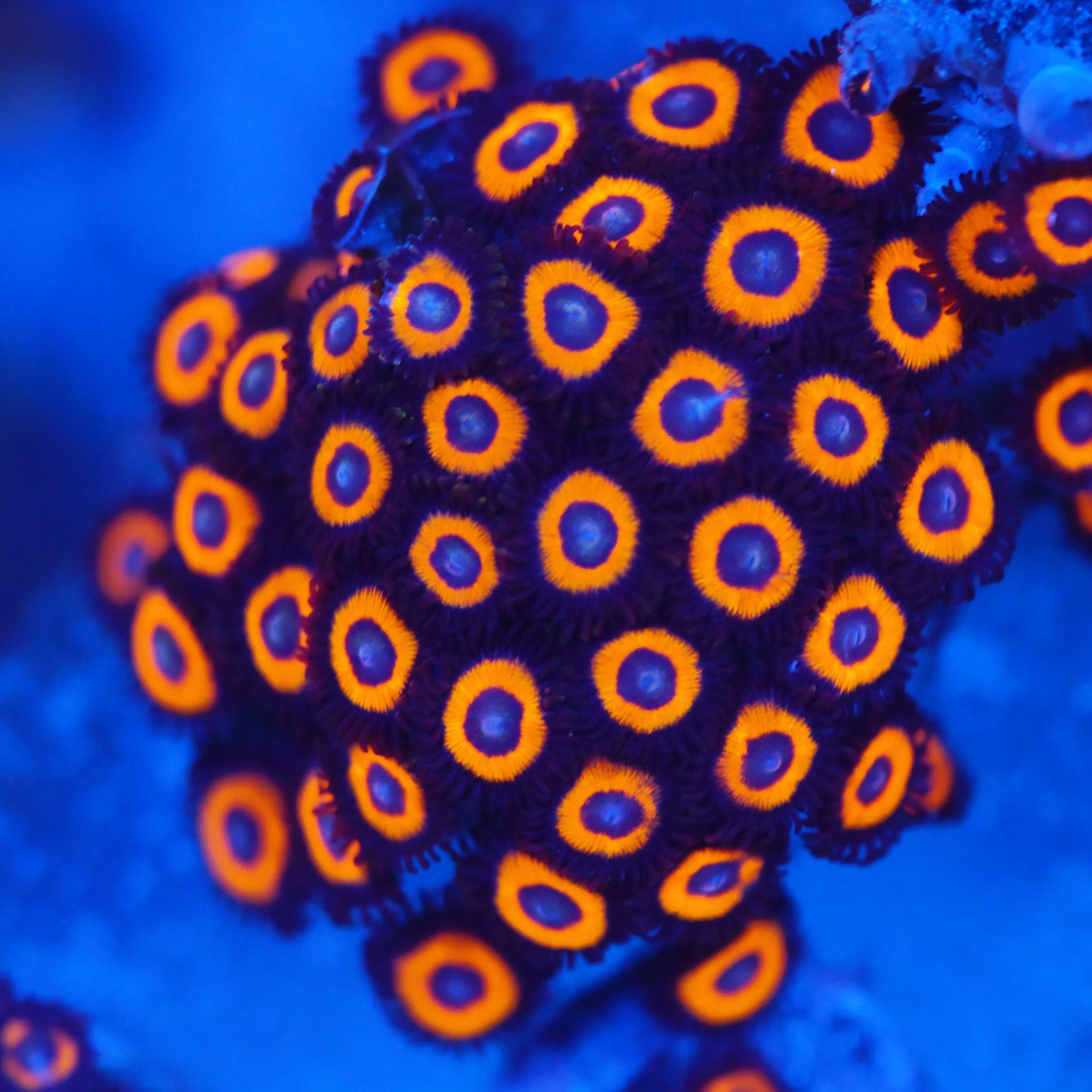 großer Zoanthus Johnny C Pumpkin Korallenableger bei Blaulicht