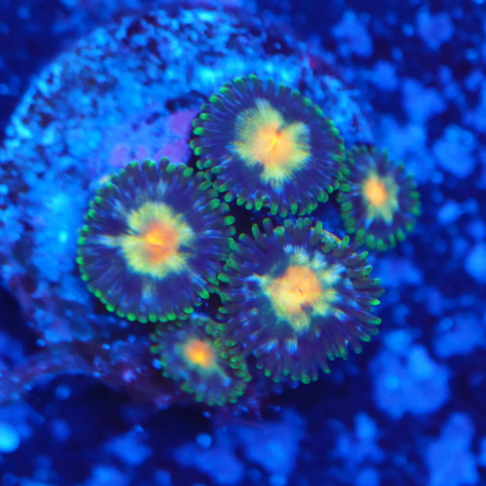 Korallenableger Zoanthus yellow dot bei Blaulicht