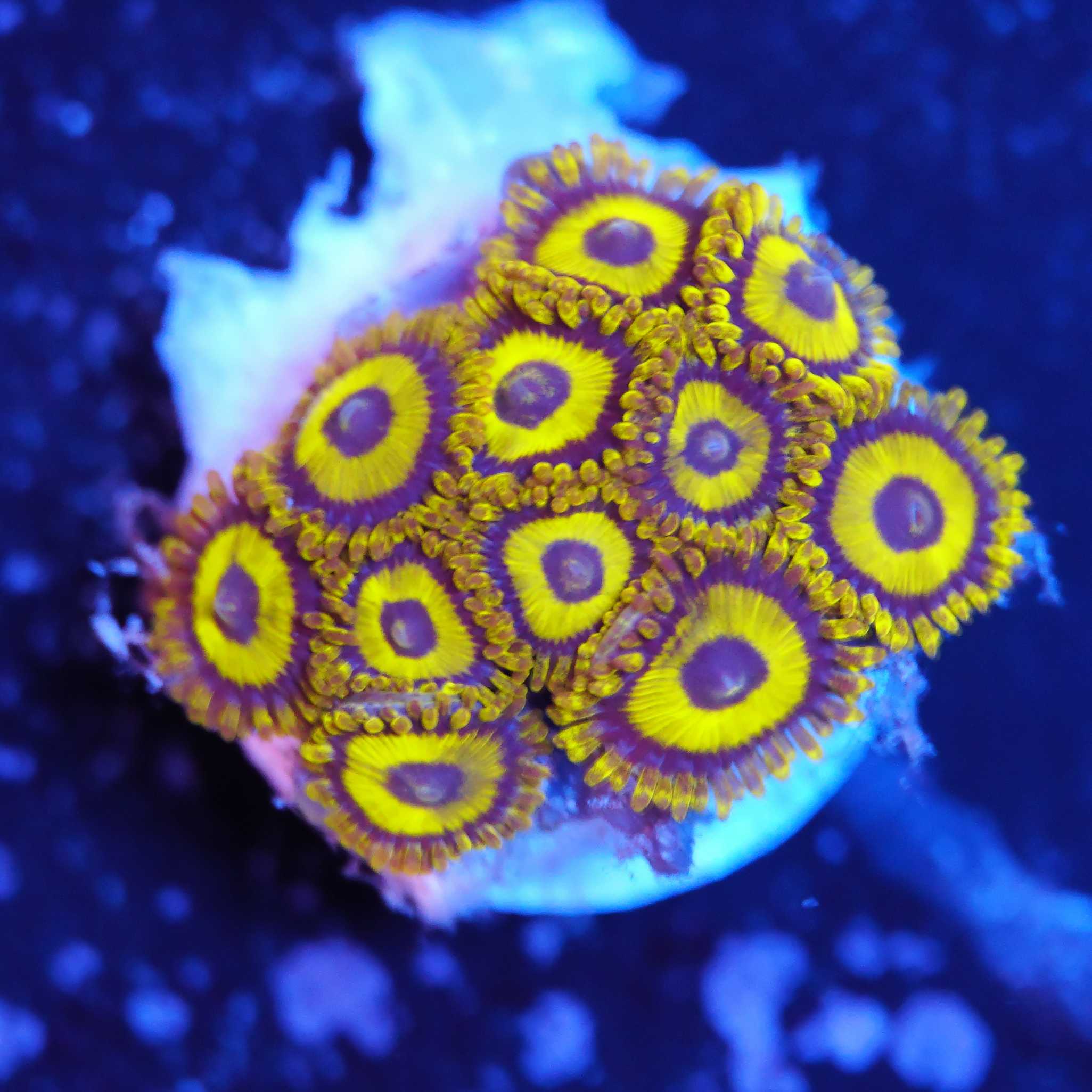 Zoanthus LA Lakers Korallenableger bei Blaulicht