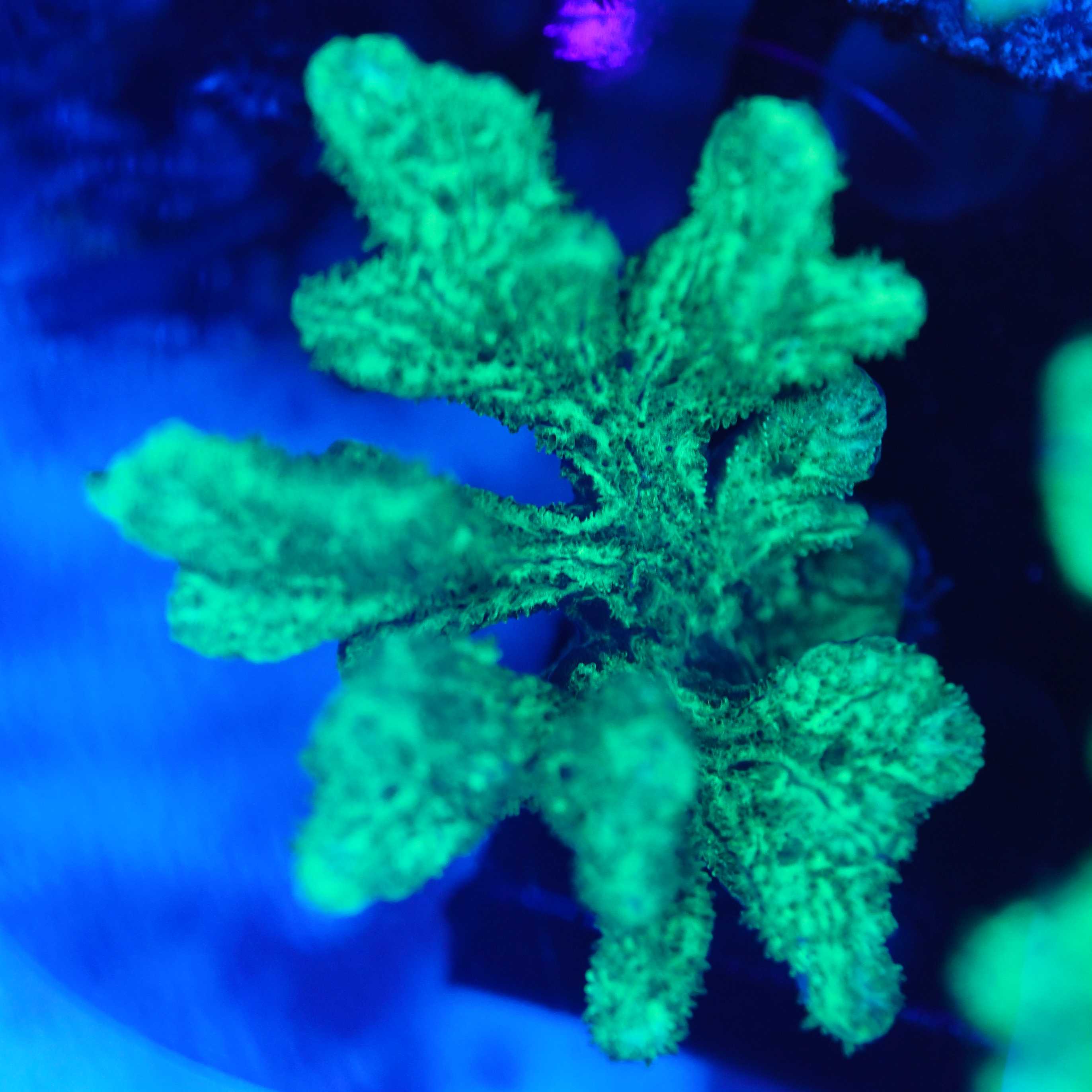 Hydnopora exesa Pickelkoralle bei Blaulicht