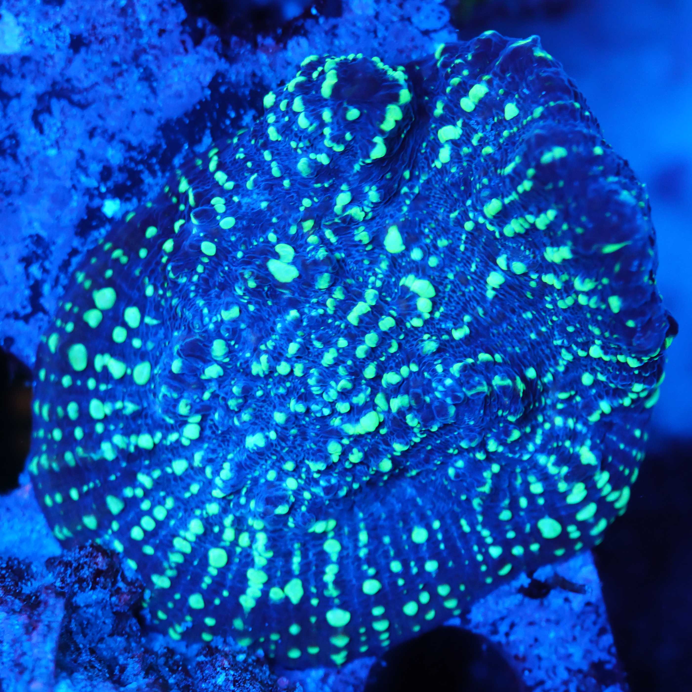 Chalice acid rain bei Blaulicht