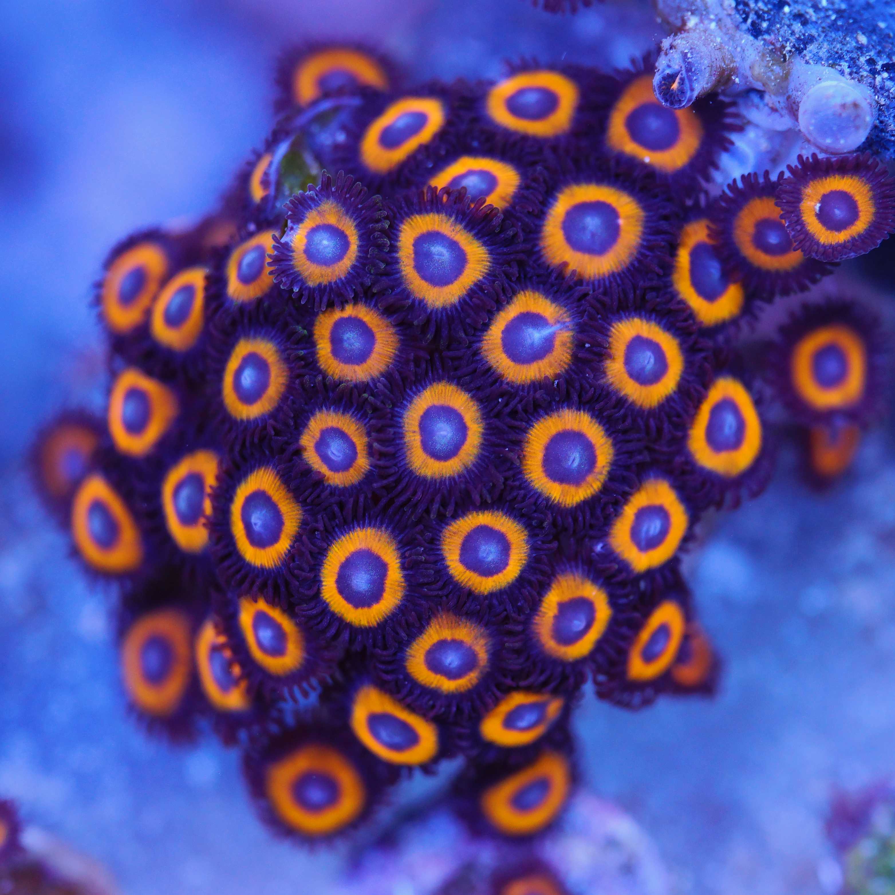 großer Zoanthus Johnny C Pumpkin Korallenableger bei Tageslicht