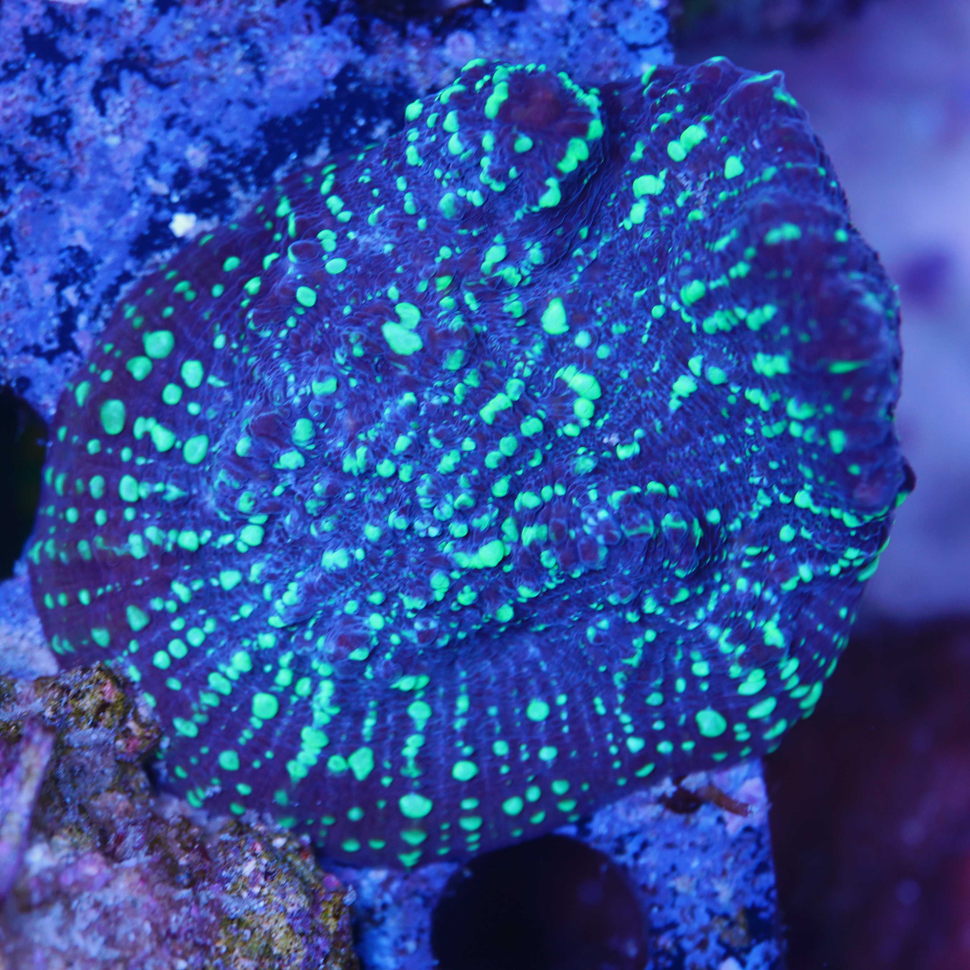 Chalice acid rain bei Tageslicht