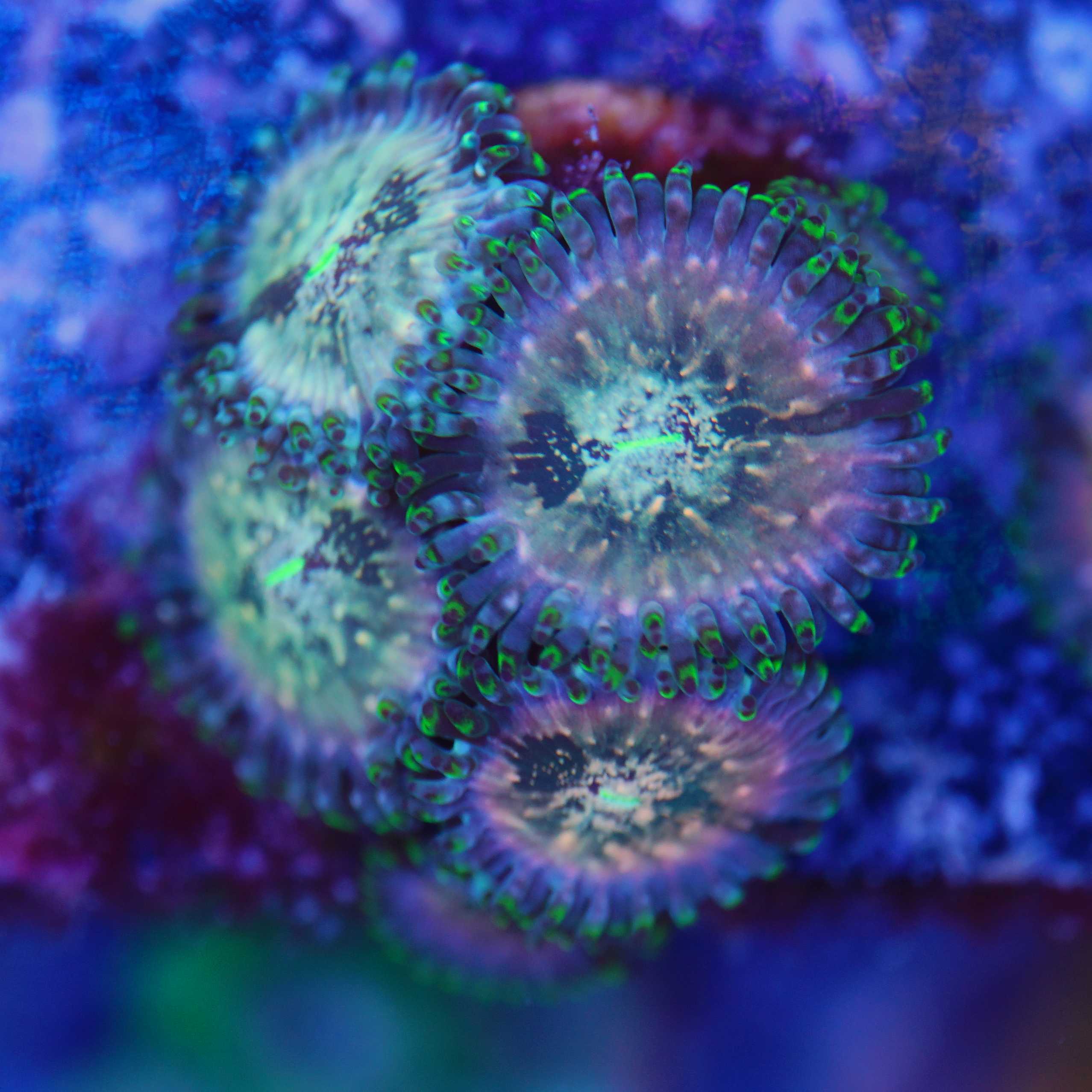 4 Polypen Ableger Zoanthus Hawaiian People eater bei Tageslicht