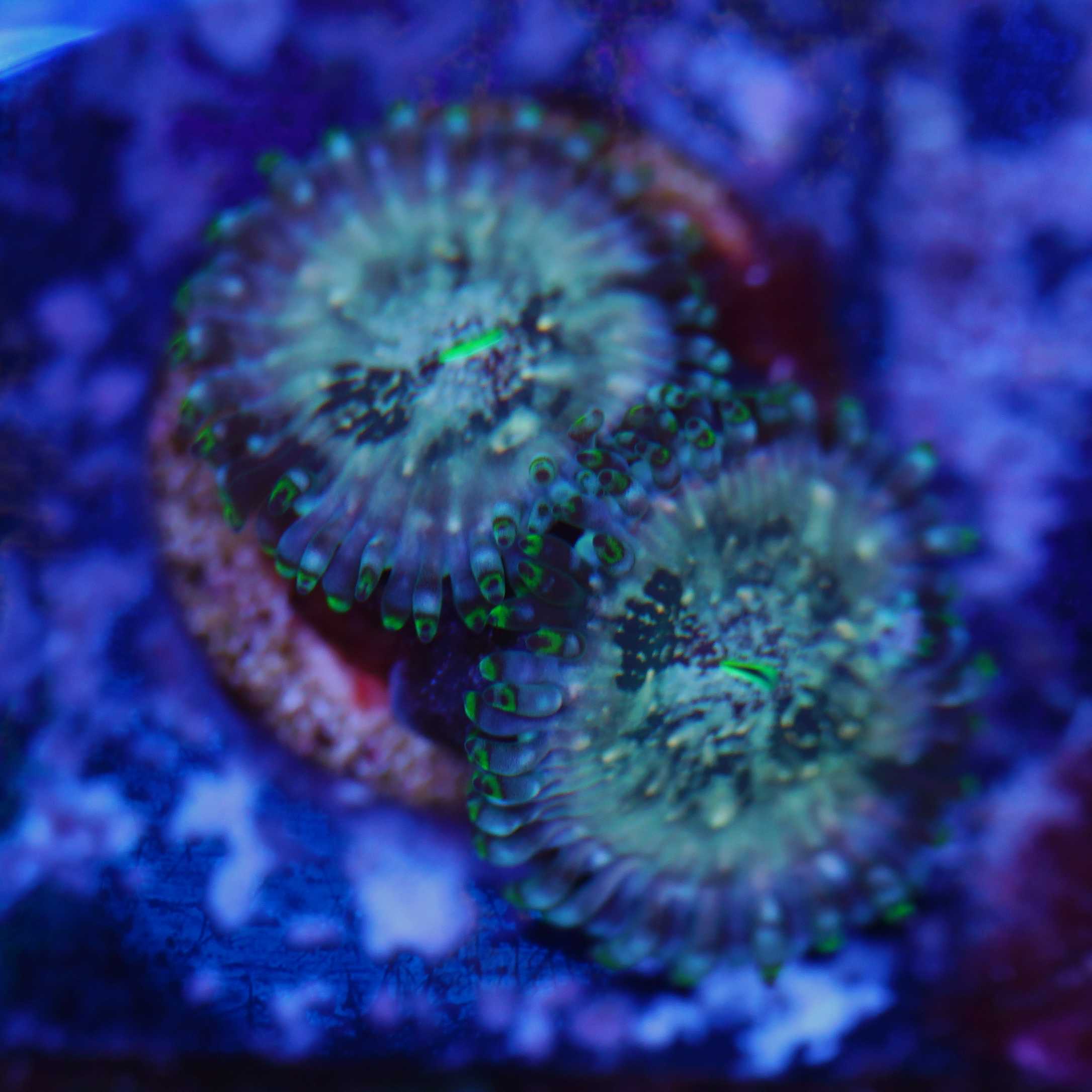 4 Polypen Ableger Zoanthus Hawaiian People eater bei Tageslicht