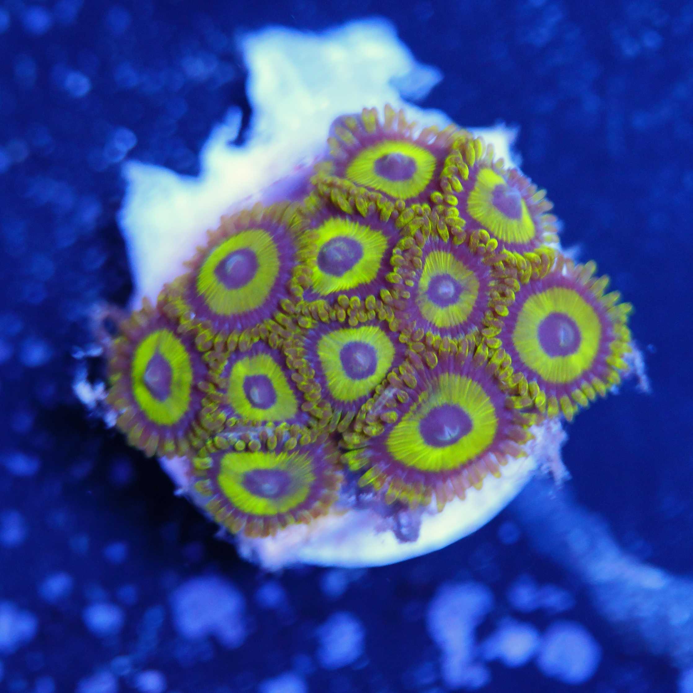 Zoanthus LA Lakers Korallenableger bei Tageslicht