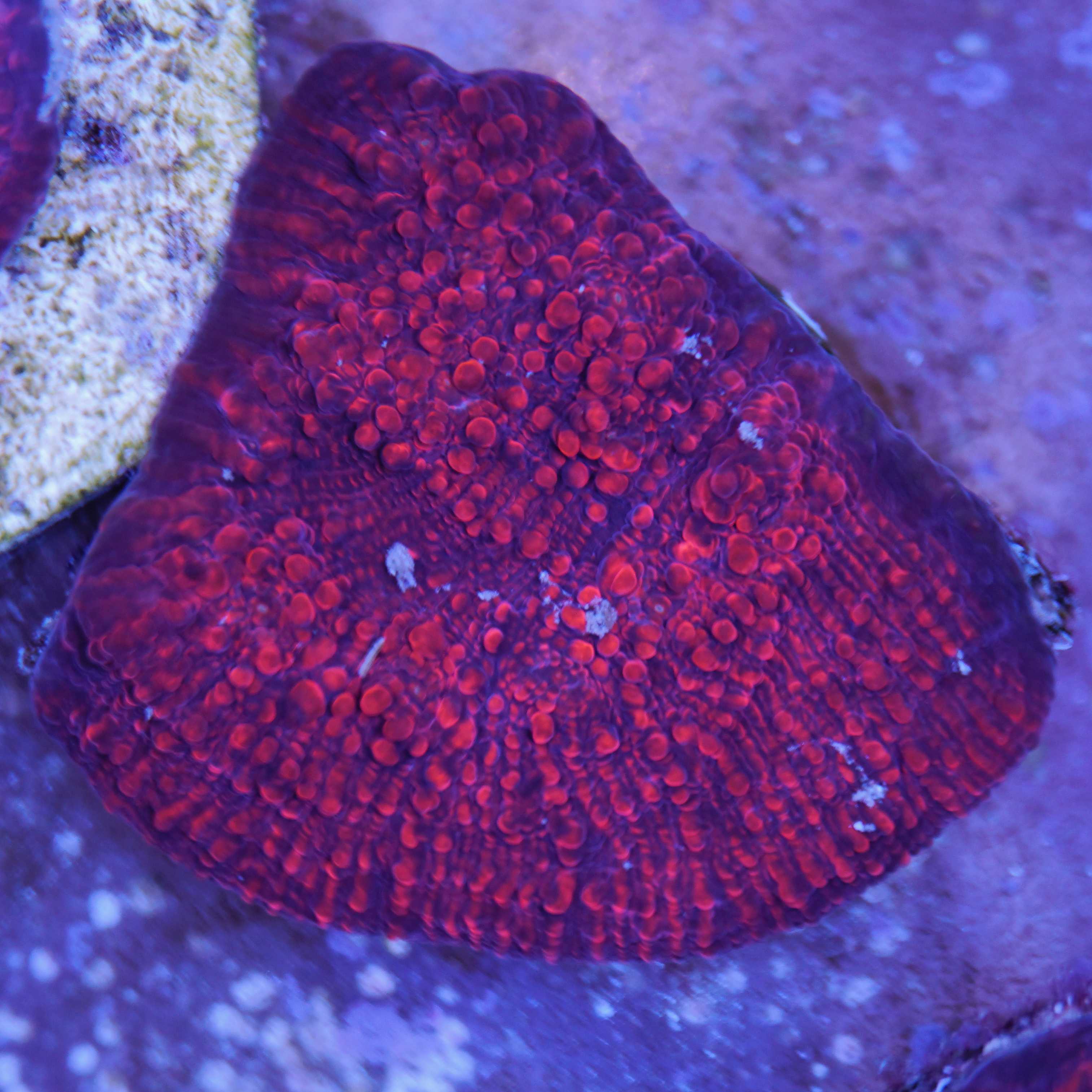 Korallenableger Chalice glowing red bei Tageslicht