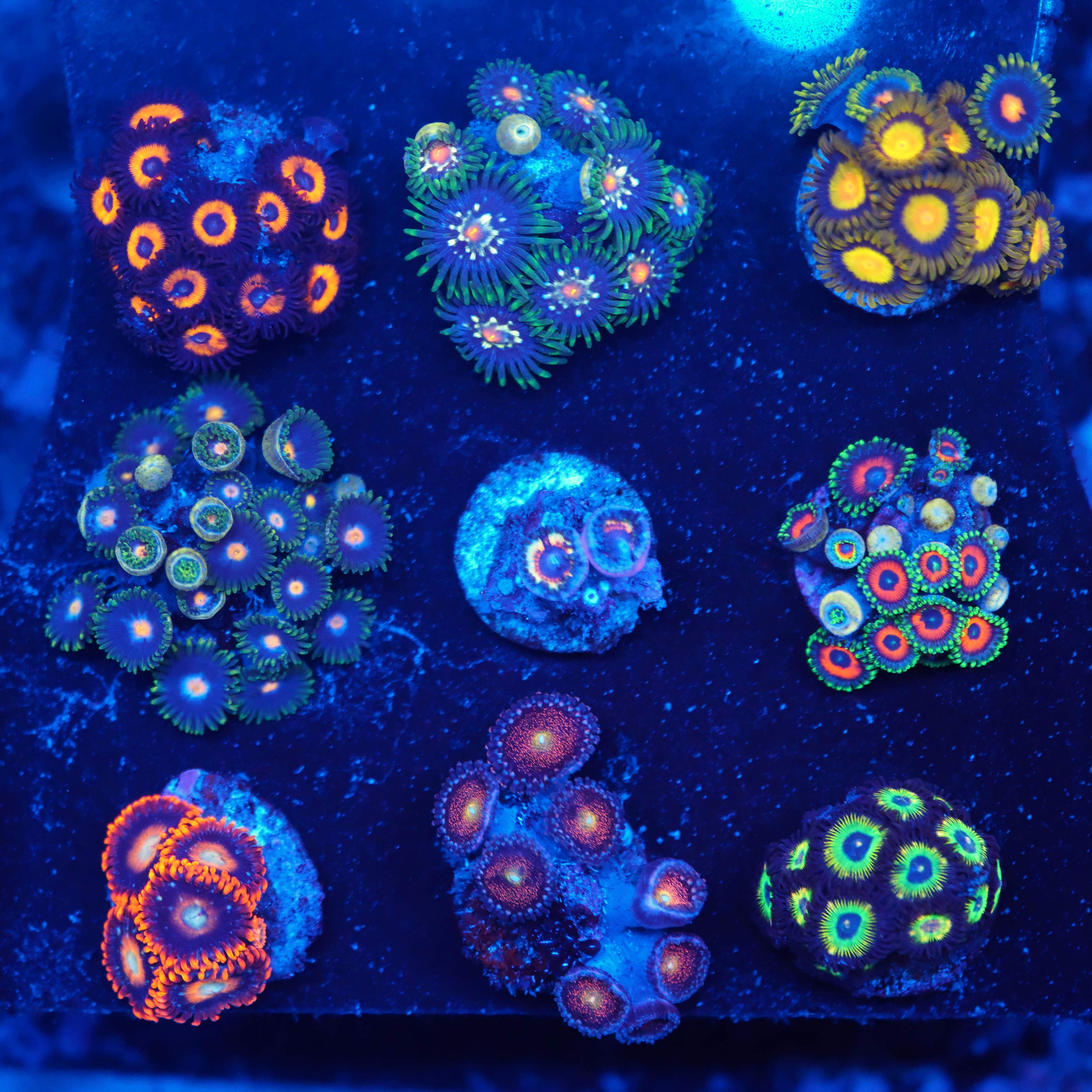 Zoanthus WYSIWYG Paket (20% Rabatt)