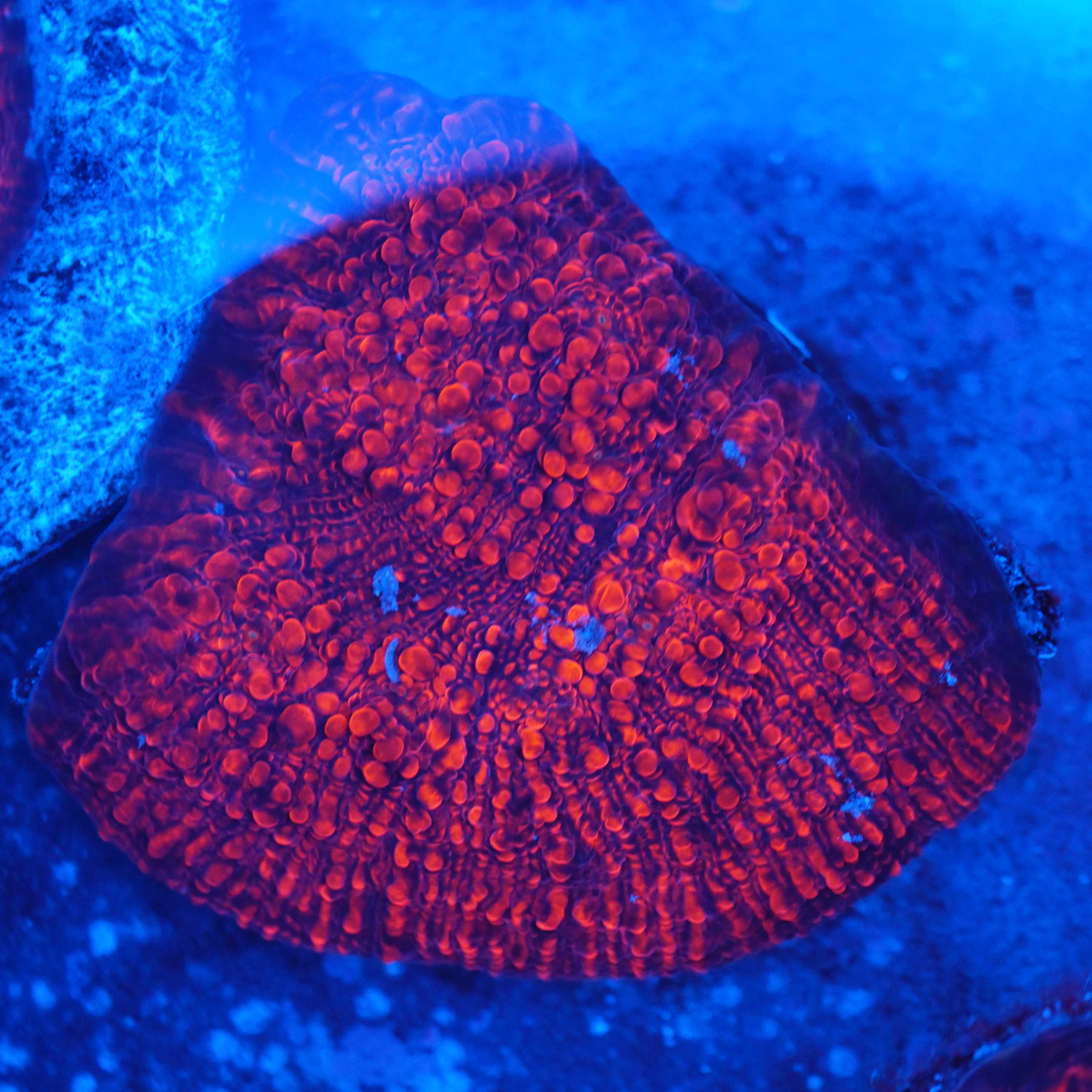 Korallenableger Chalice glowing red bei Blaulicht