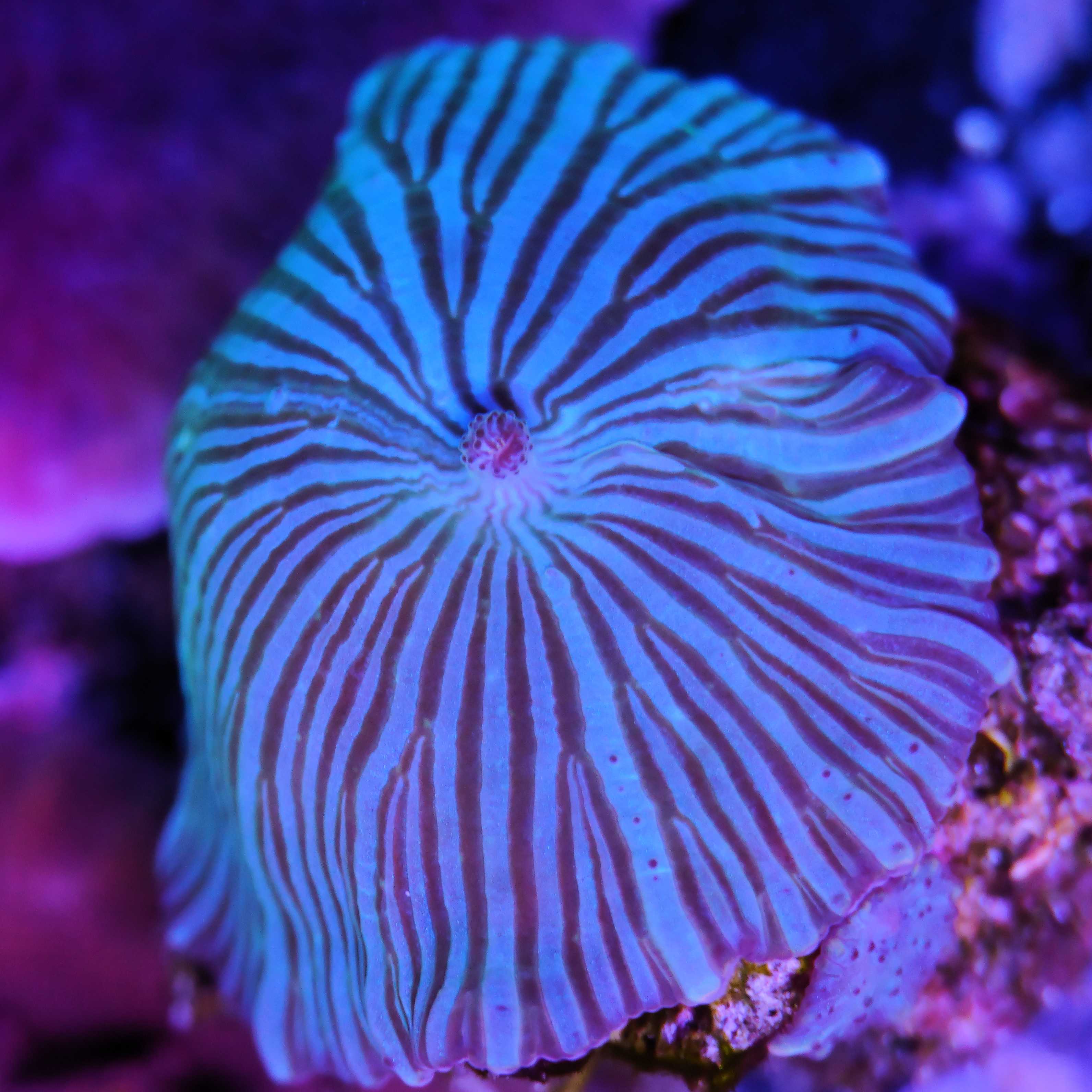 Discosoma Scheibenanemone blue stripes