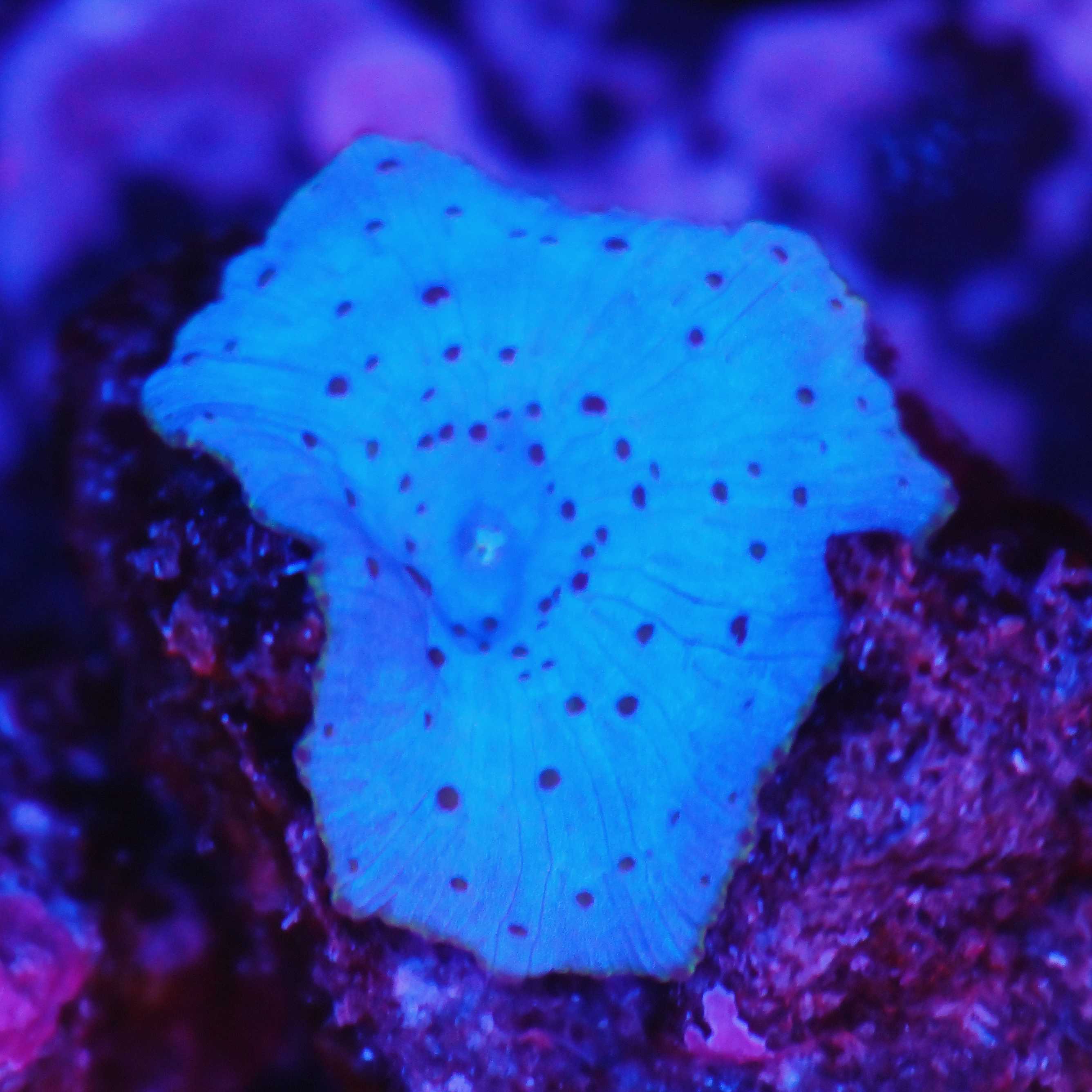 Discosoma Scheibenanemone blue dots