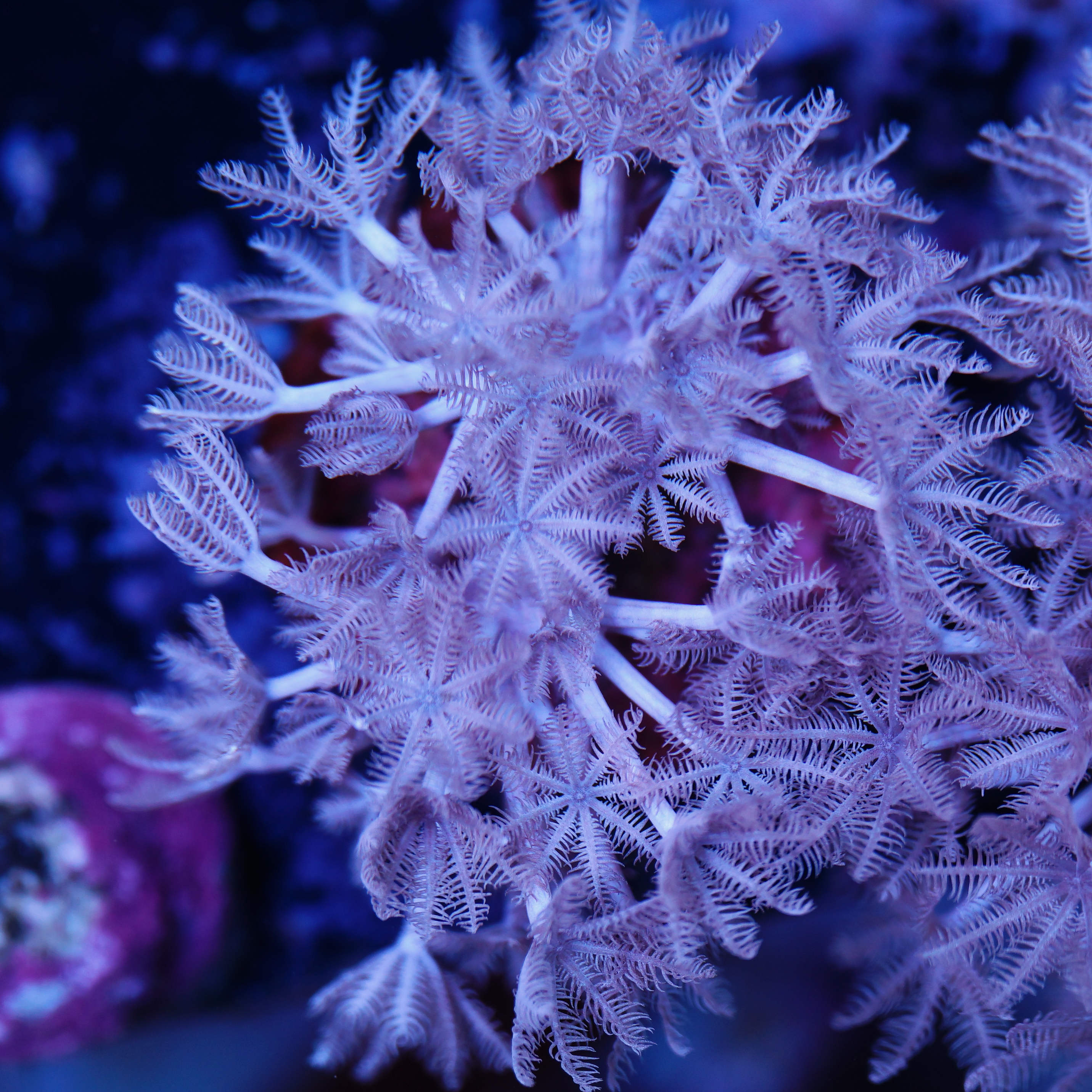 Xenia umbellata Pumpende Xenien